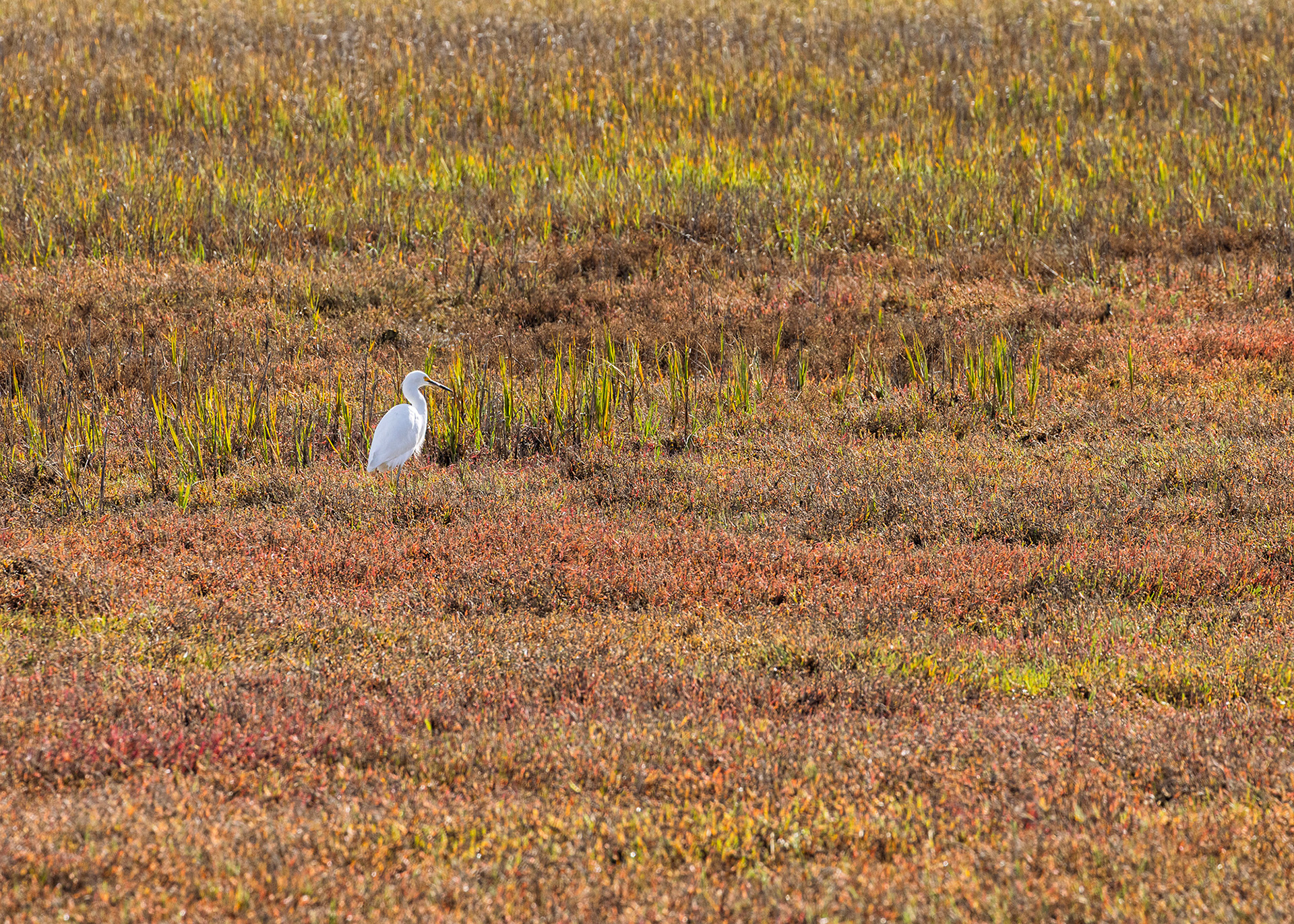 Great Egret, Bothin Marsh