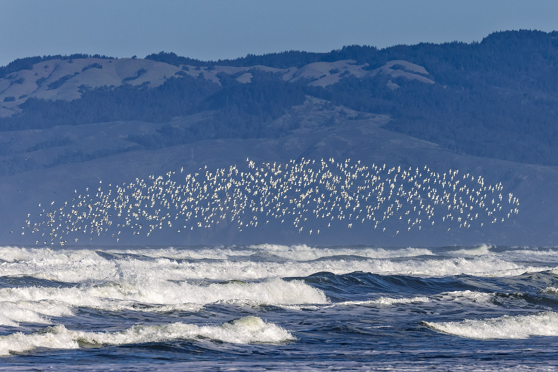 Bird Flock Formation, Ft. Funston