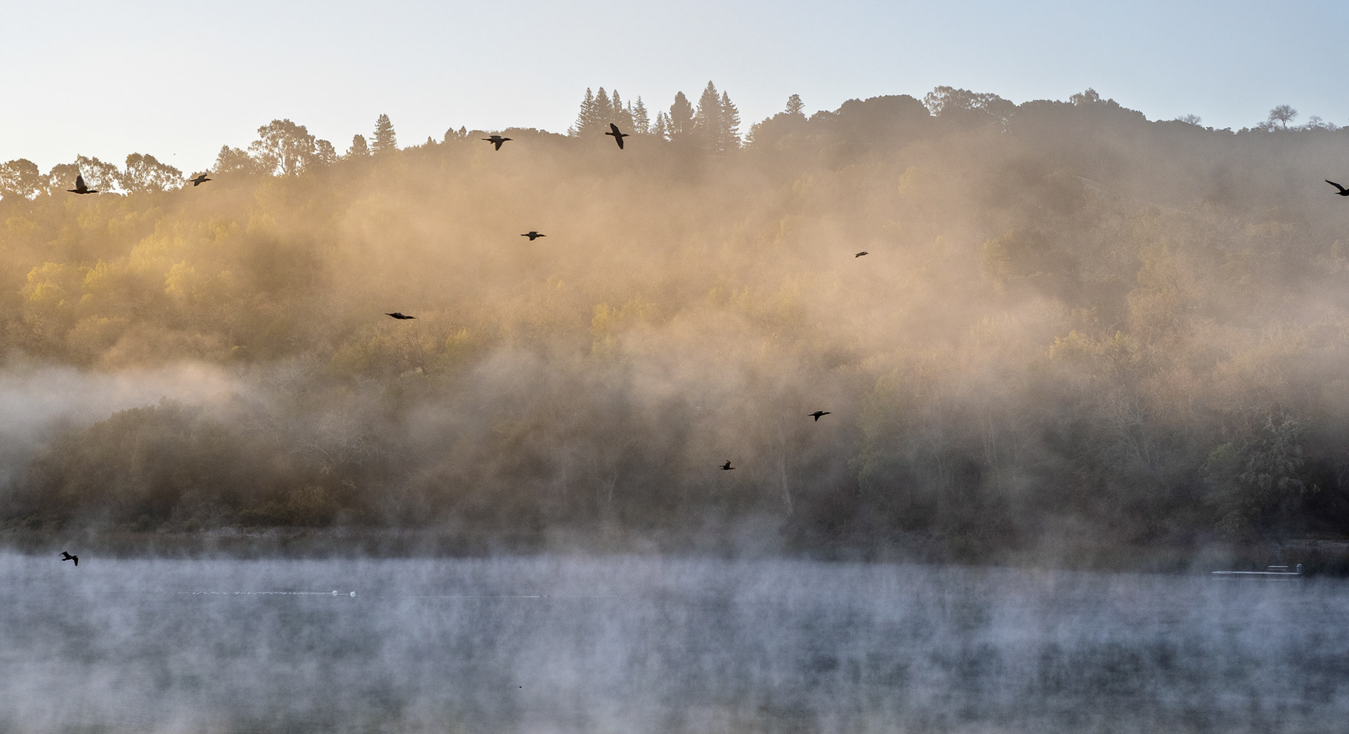 Carmorants, Lafayette Reservoir