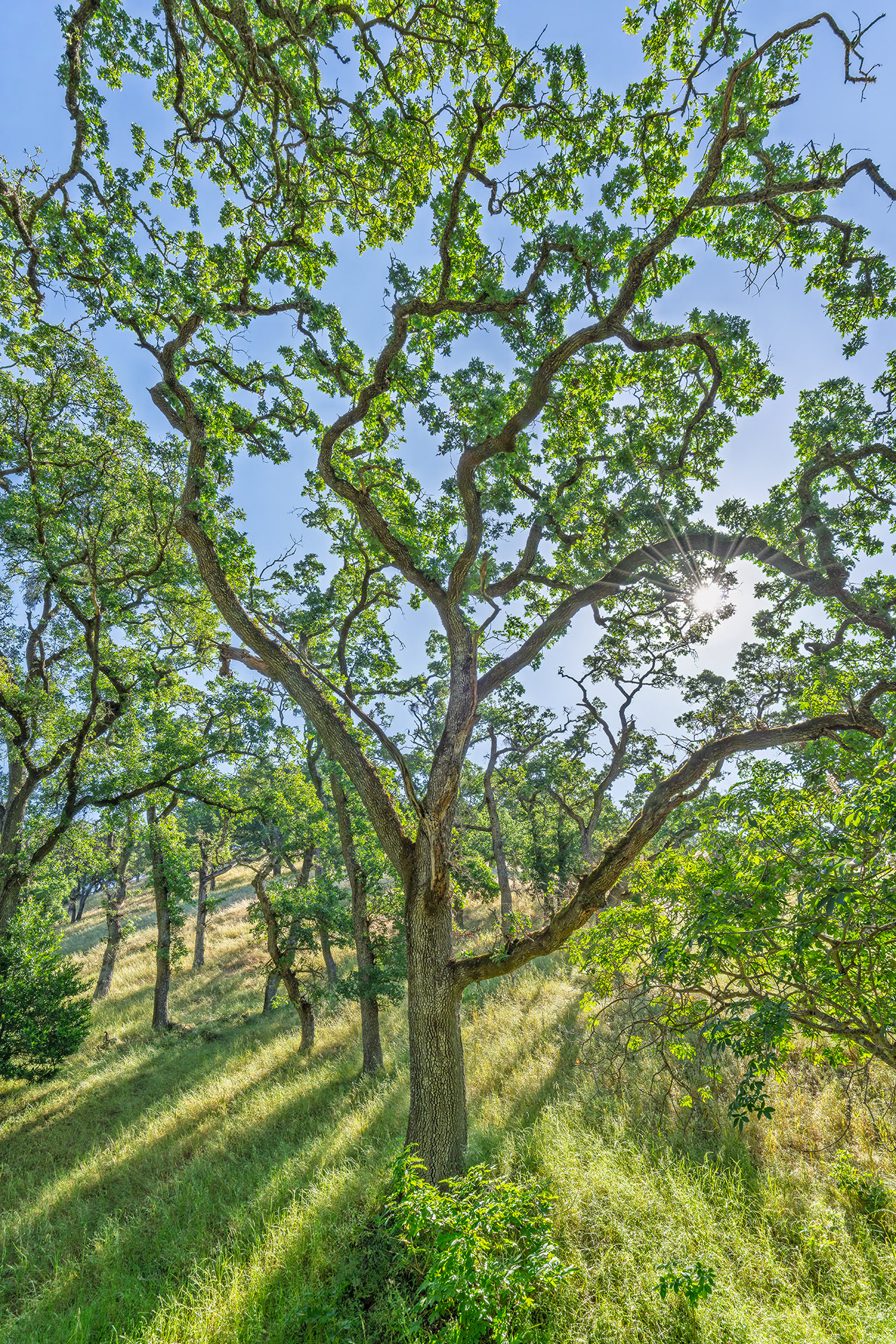 Tall Oak and Sunstar