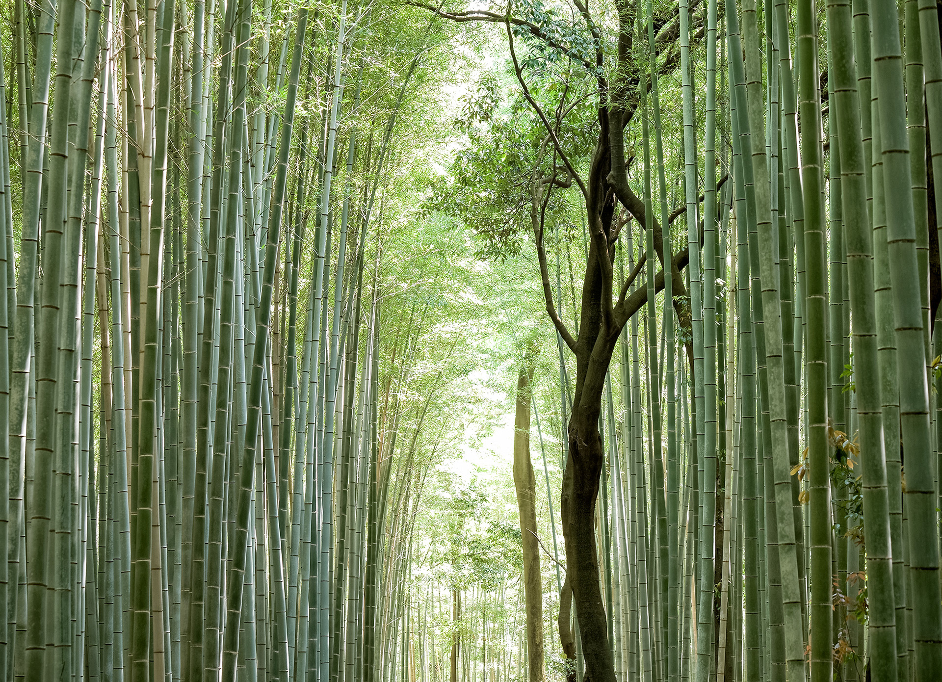 Bamboo Forest, near Kyoto