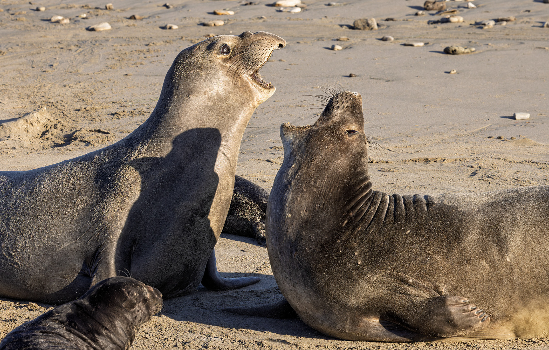 Elephant Seals Trumpeting
