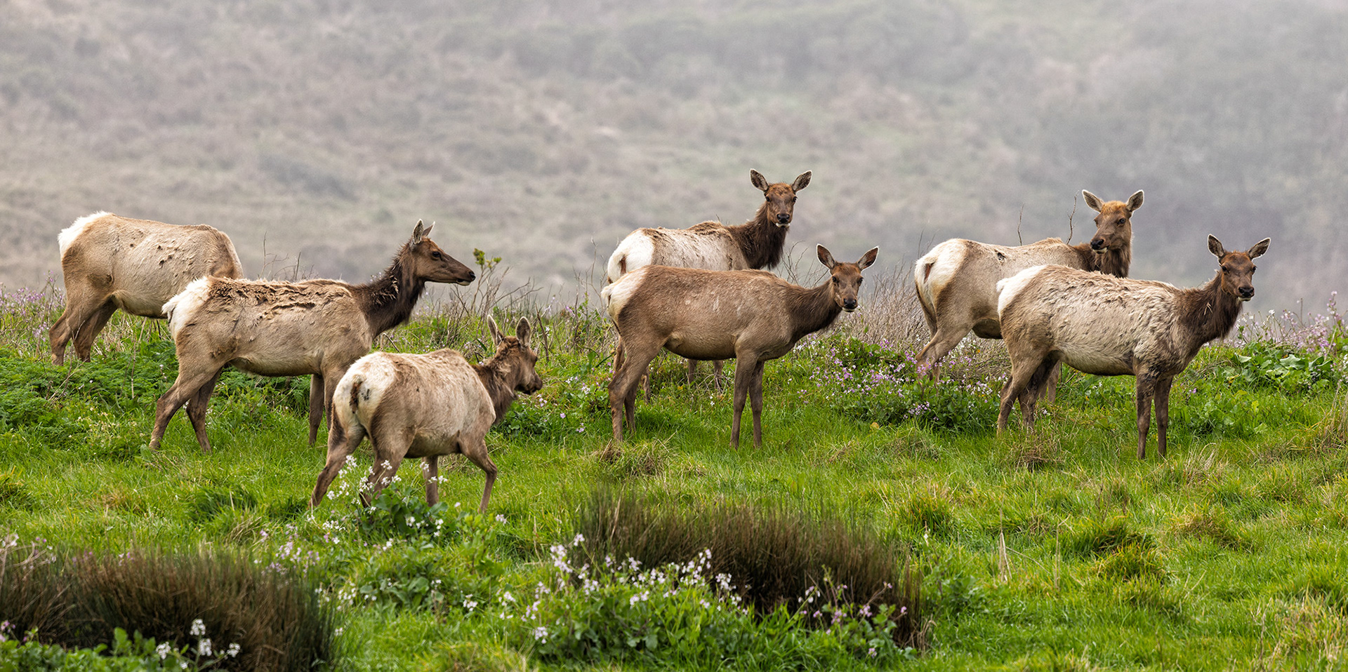 Tule Elk, Family Portrait