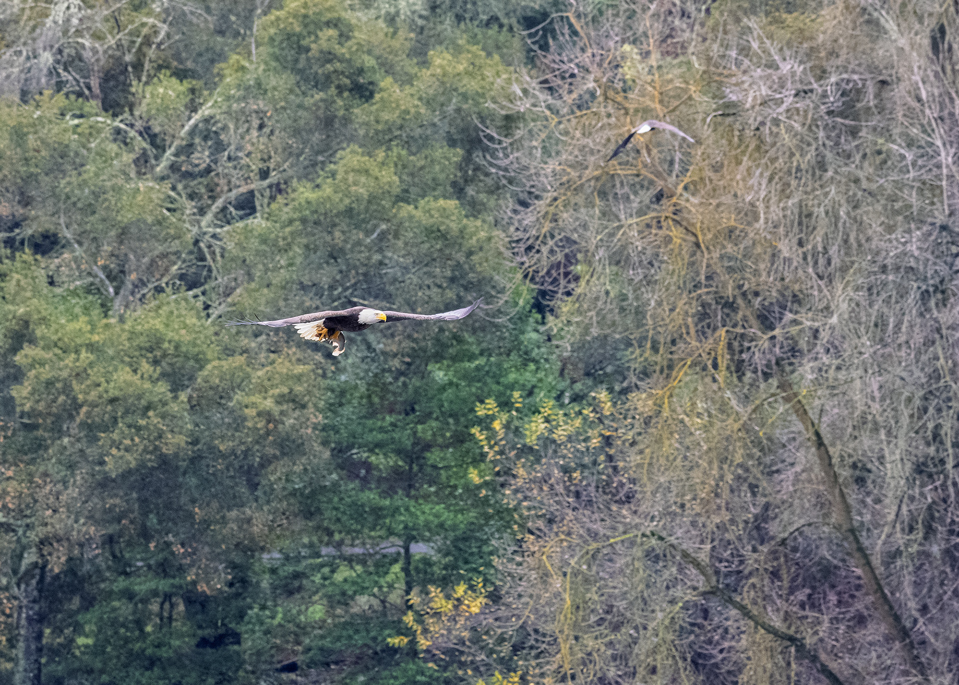 Bald Eagle, Fish in Talons