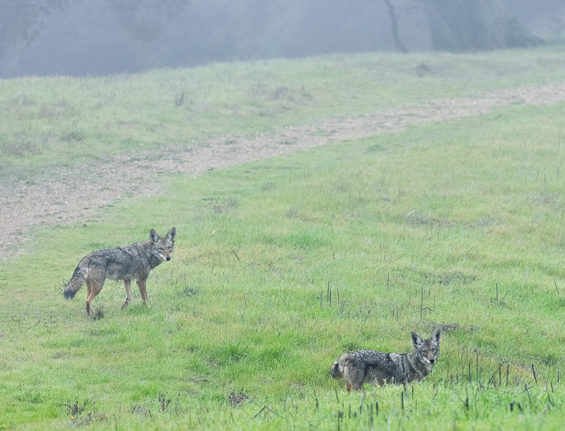 Coyotes, Foggy Morning