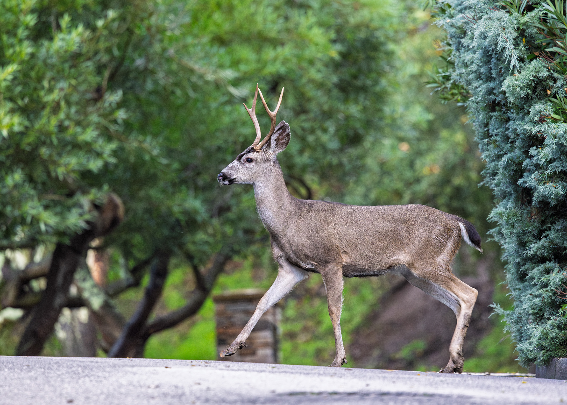 Buck Deer in the Neighborhood