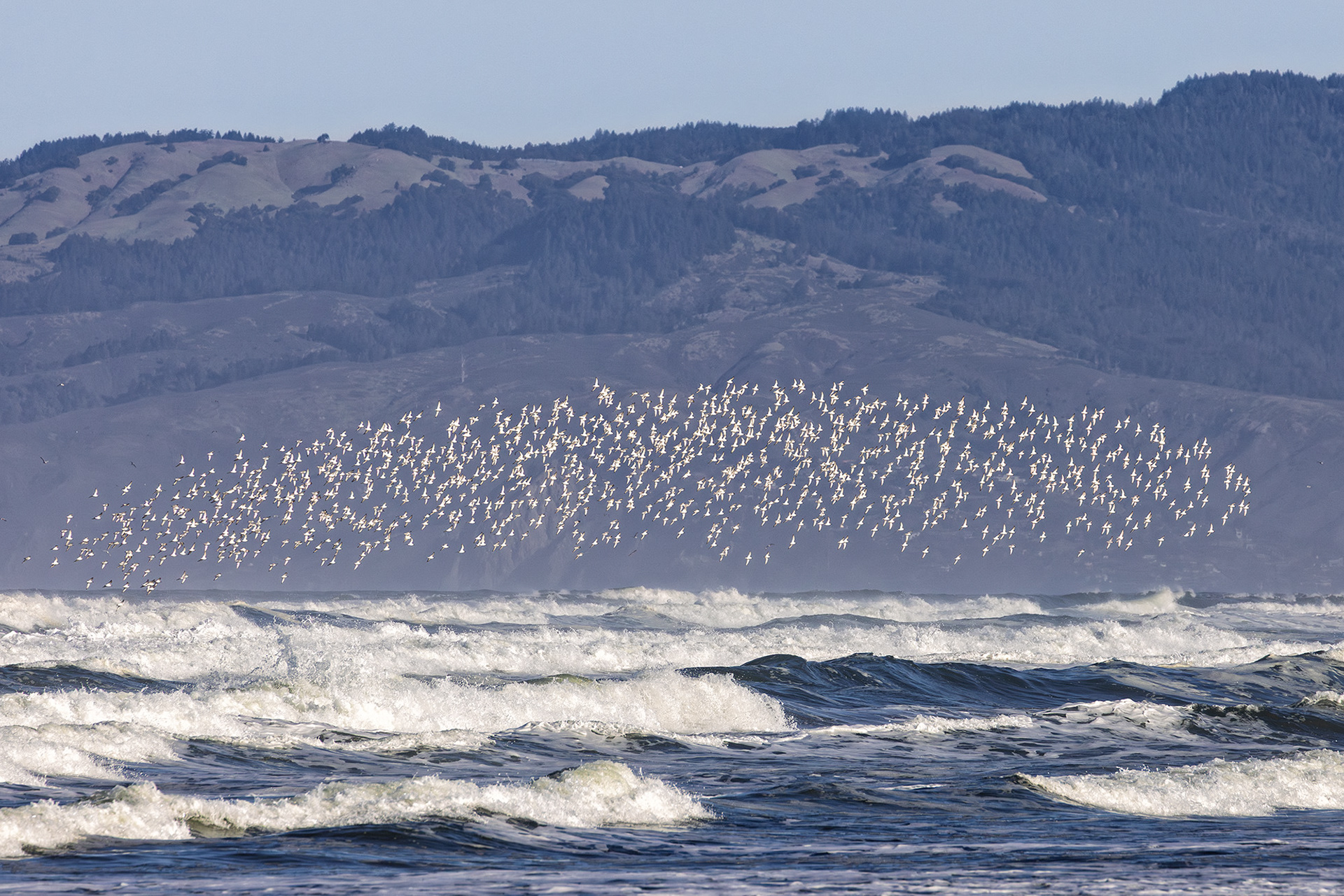 Sanderlings Formation, Fort Funston
