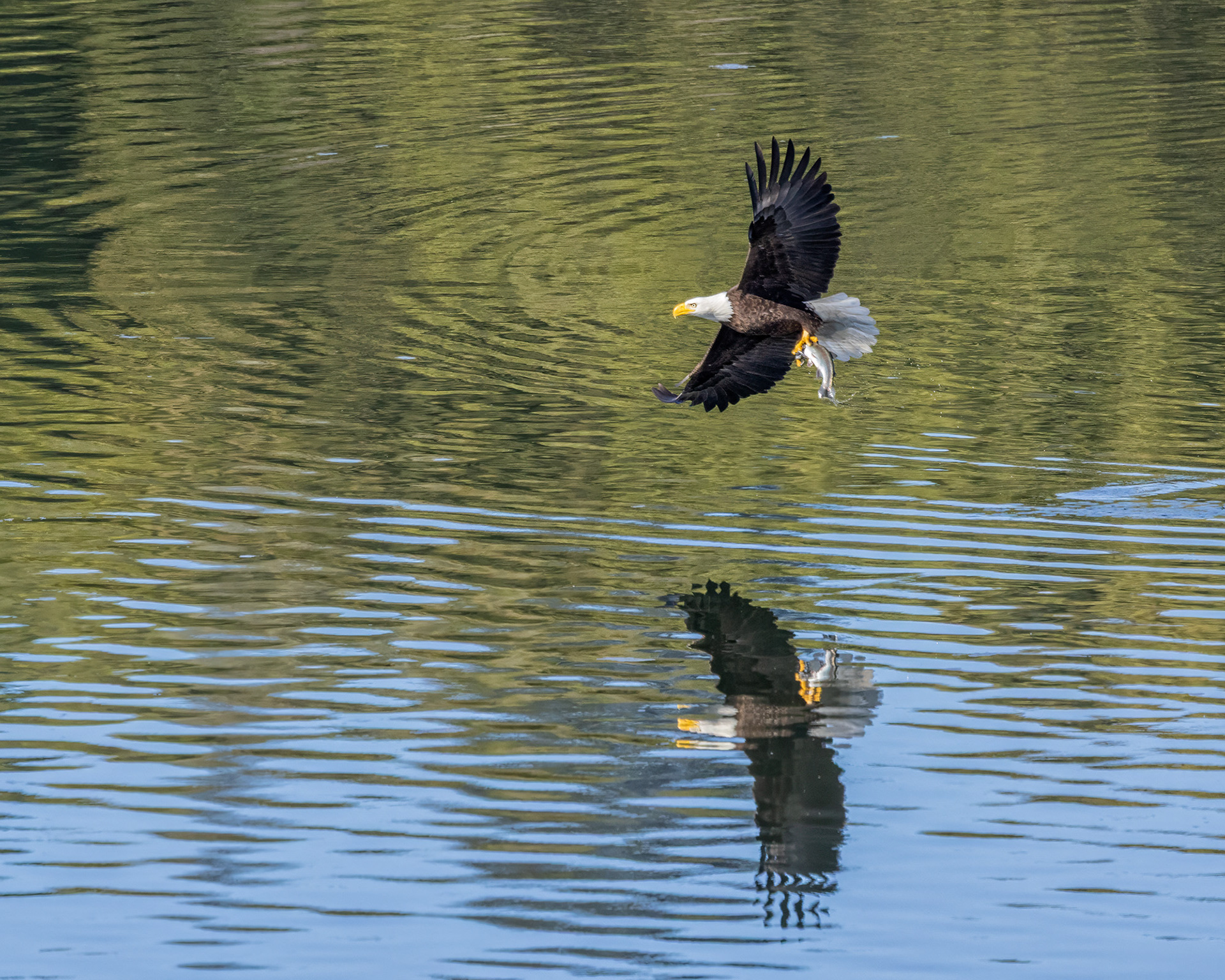 Bald Eagle Fishing, Lafayette Reservoir