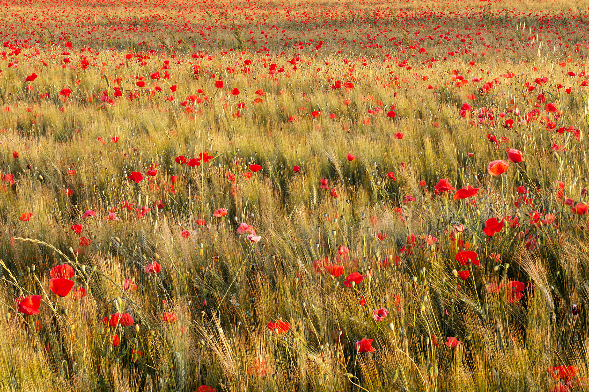 Field of Poppies, France