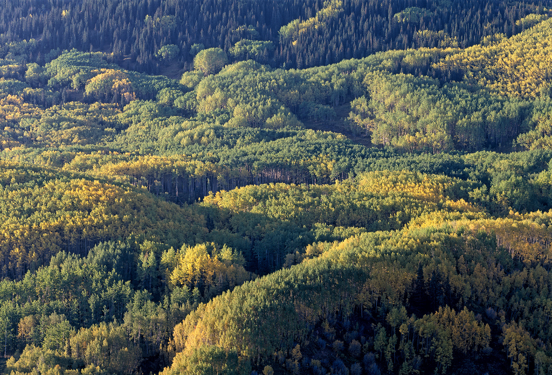 Blanket of Aspens