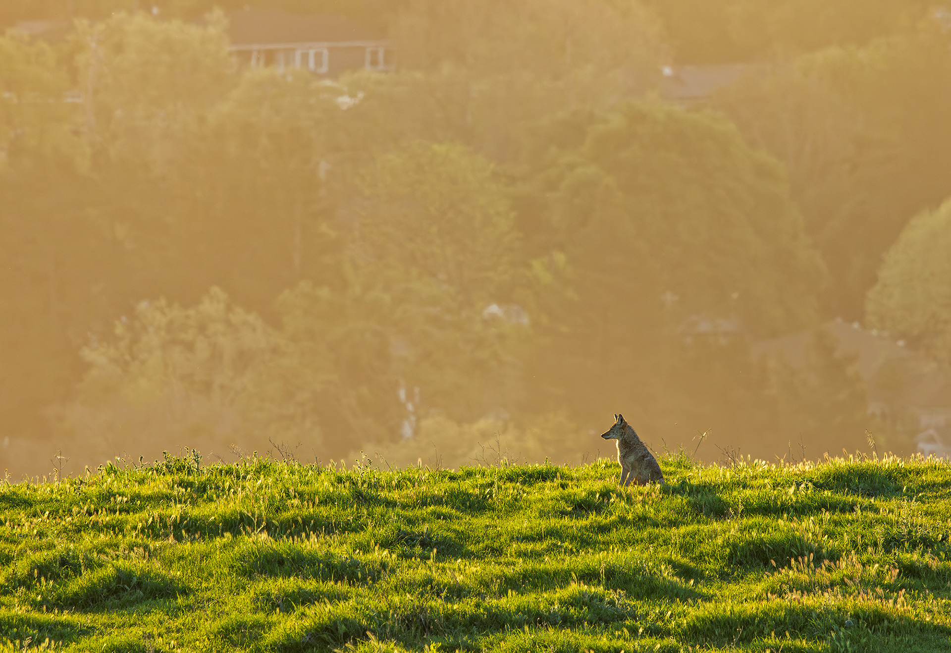 Coyote Overlooking Springhill
