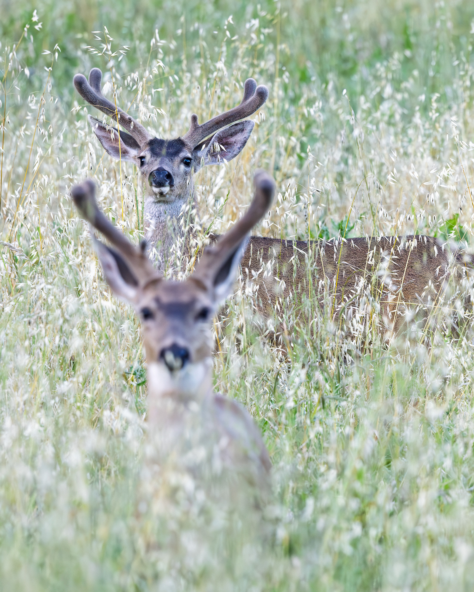 Two Bucks, Reservoir