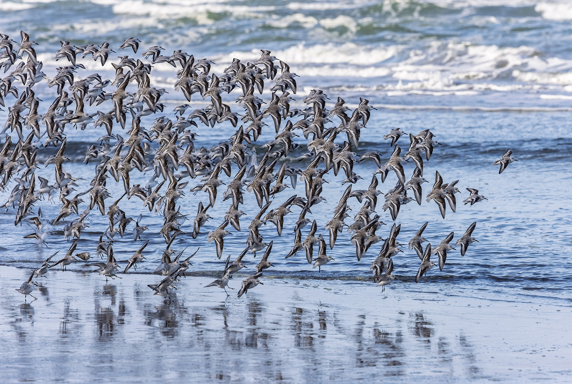 Flock of Sanderlings, Fort Funston