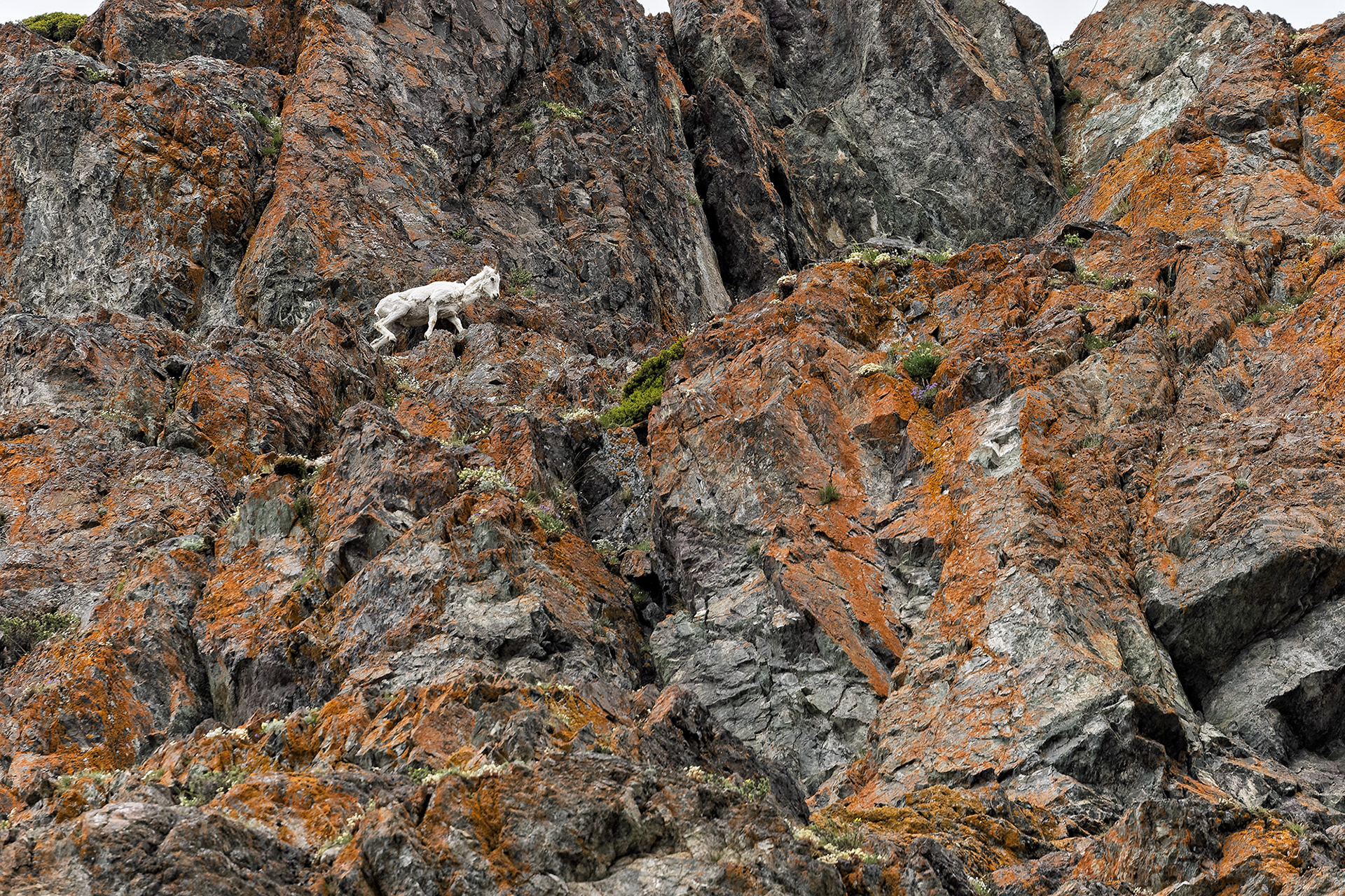 Daal Sheep, Windy Corner