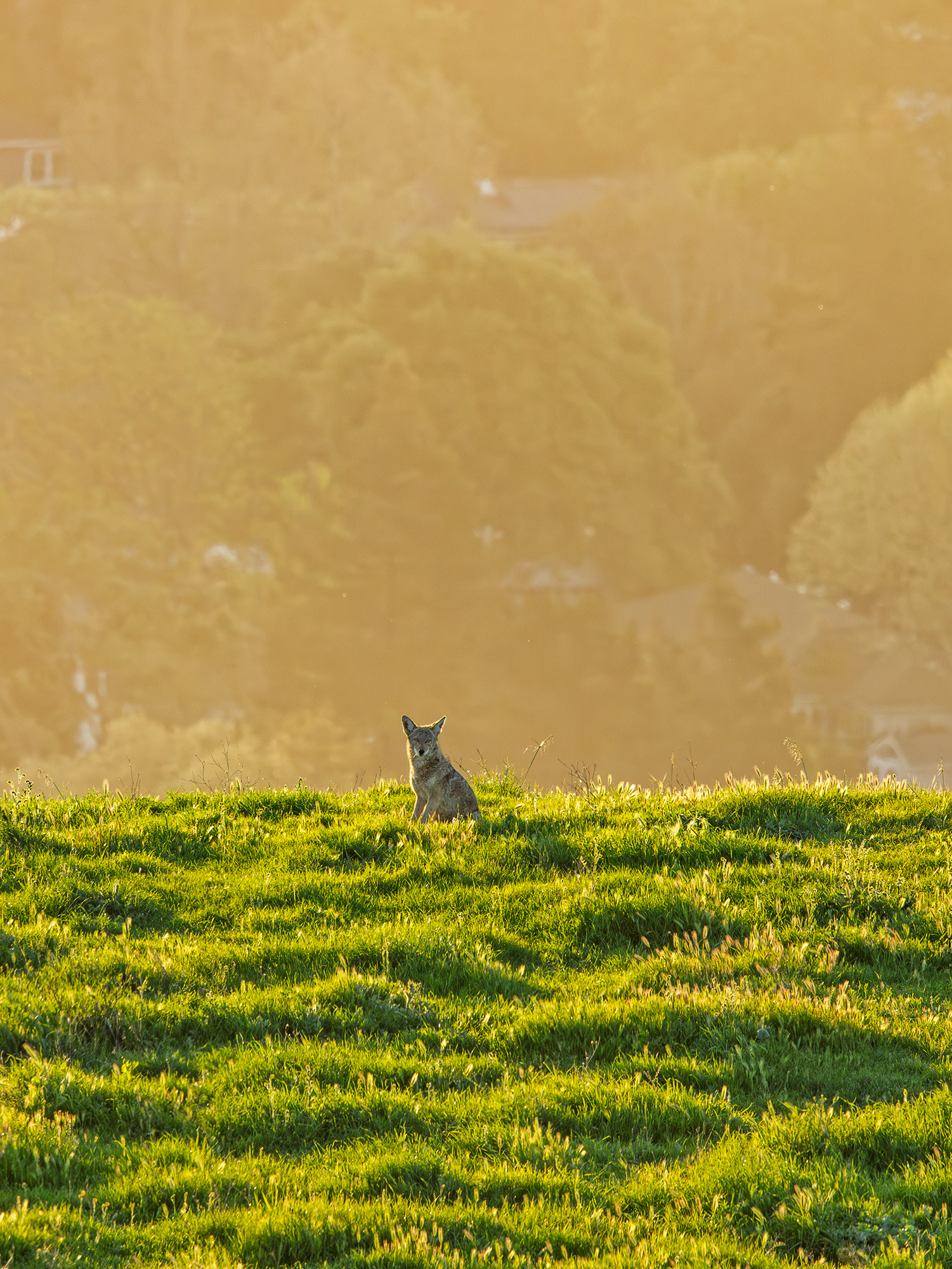 Coyote Overlooking Springhill
