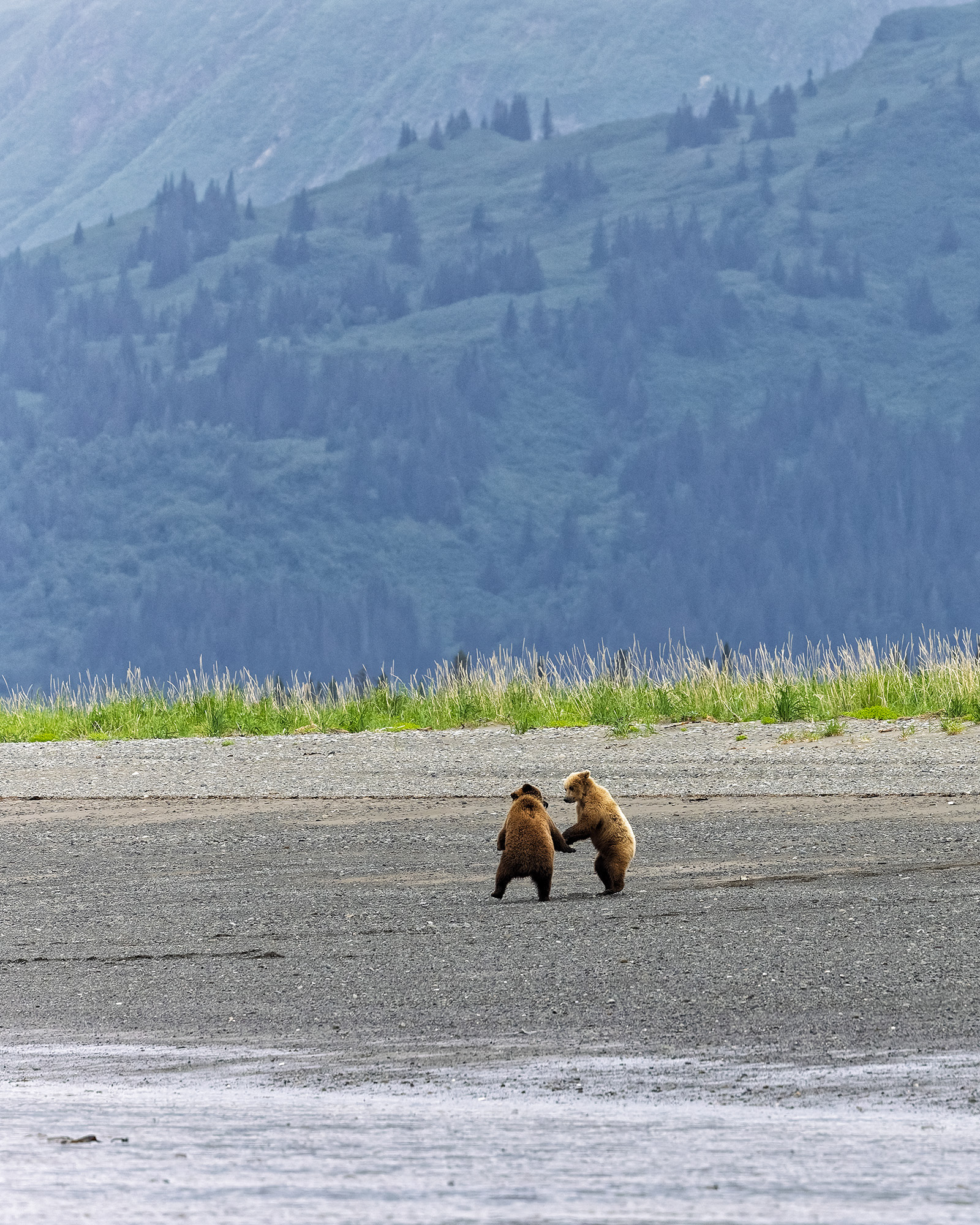 Brown Bear Cubs Dancing