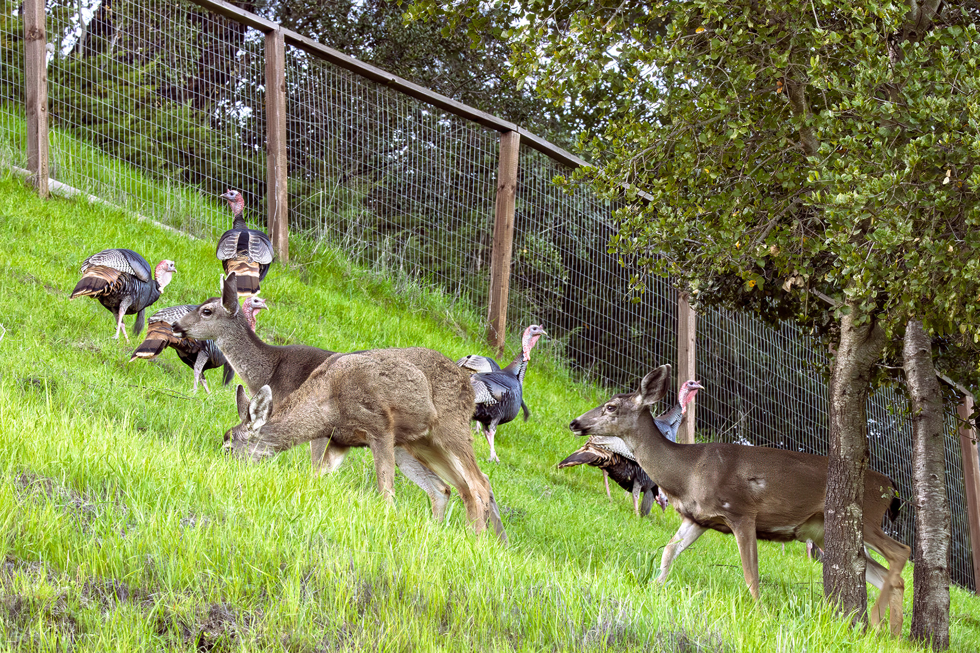 Wildlife Traffic, Lafayette