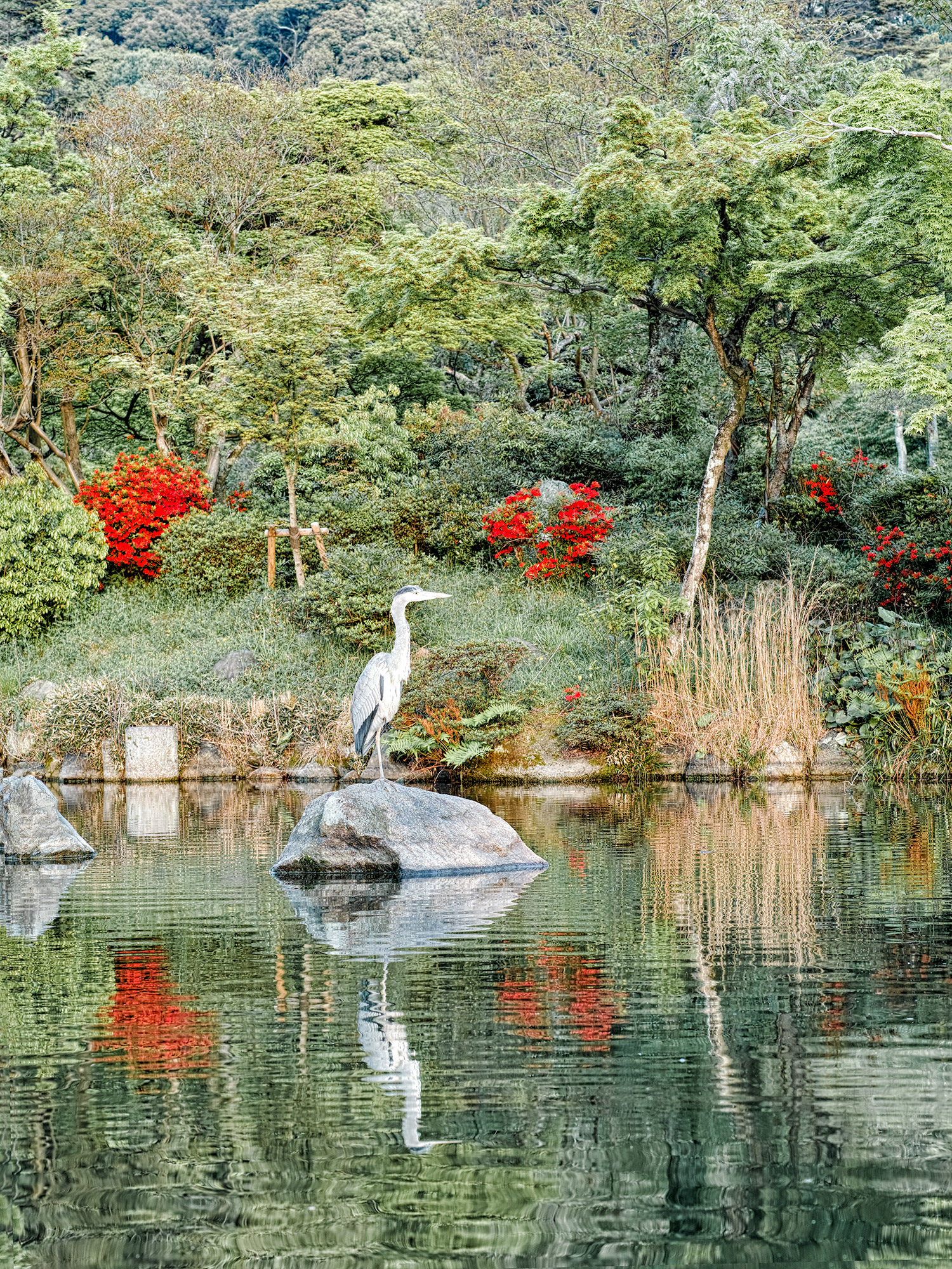 Heron, Kyoto