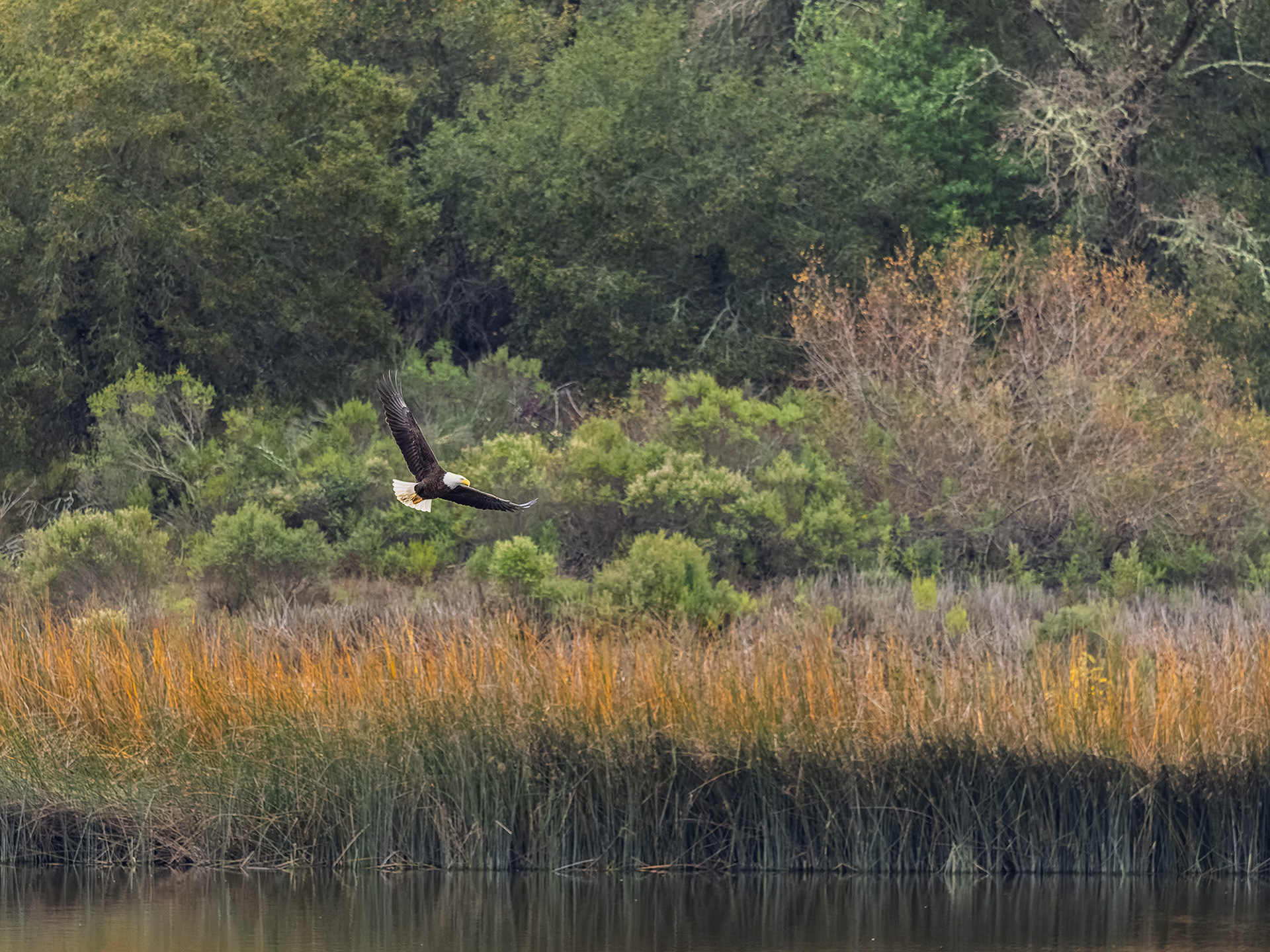 Bald Eagle, Fall Colors, Lafayette Reservoir
