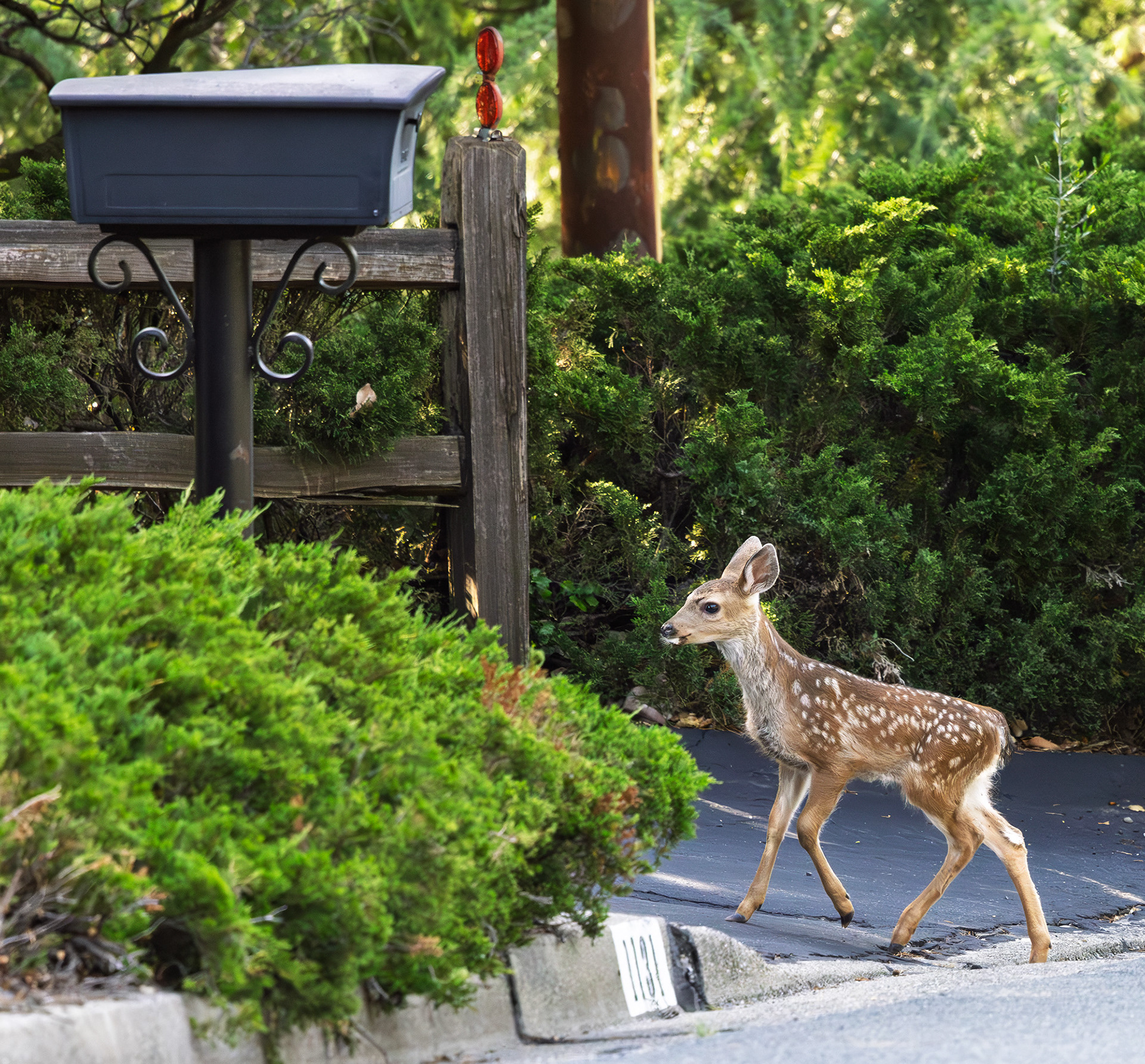 Fawn Getting the Mail