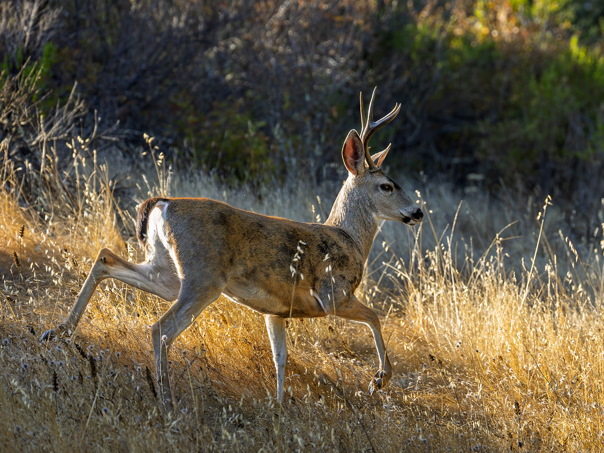 Buck Deer Running, Reservoir