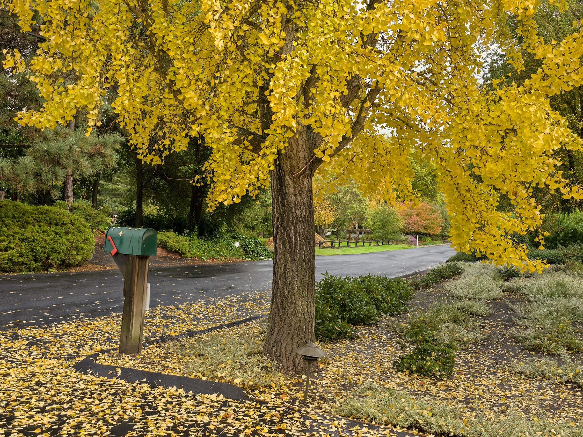 Gingko Tree
