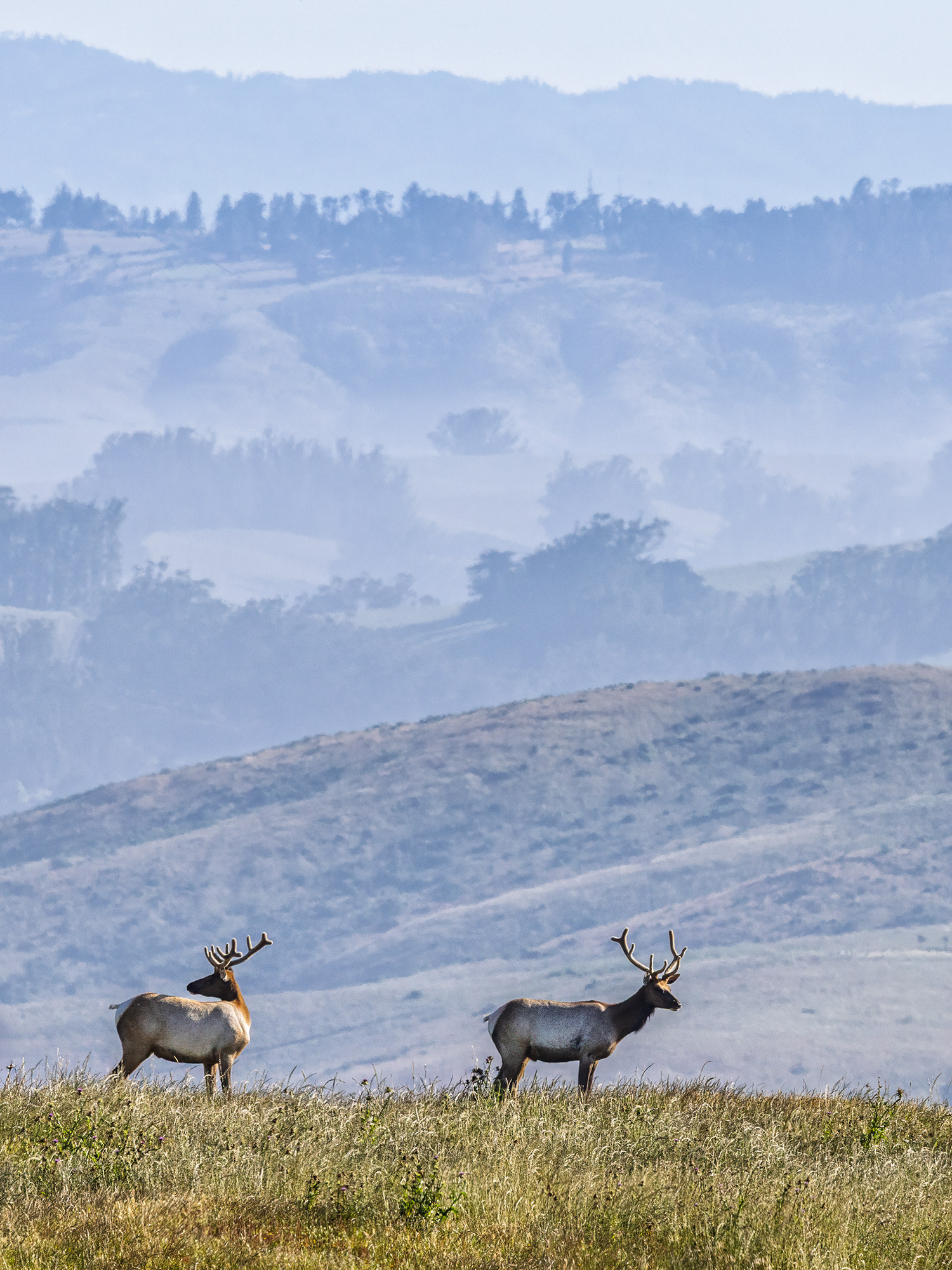 Tule Elk, Point Reyes