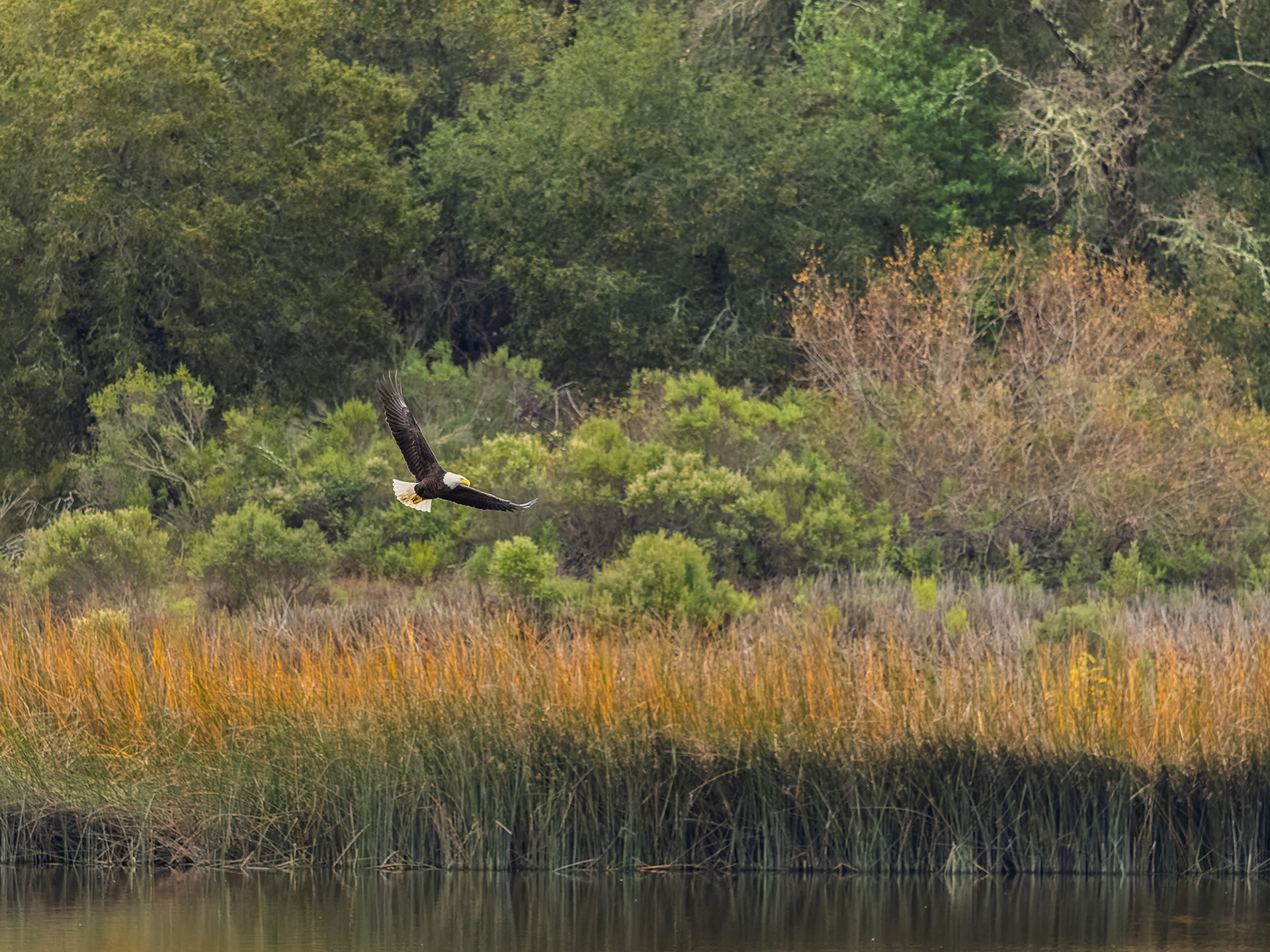 Bald Eagle, Fall Colors, Lafayette Reservoir