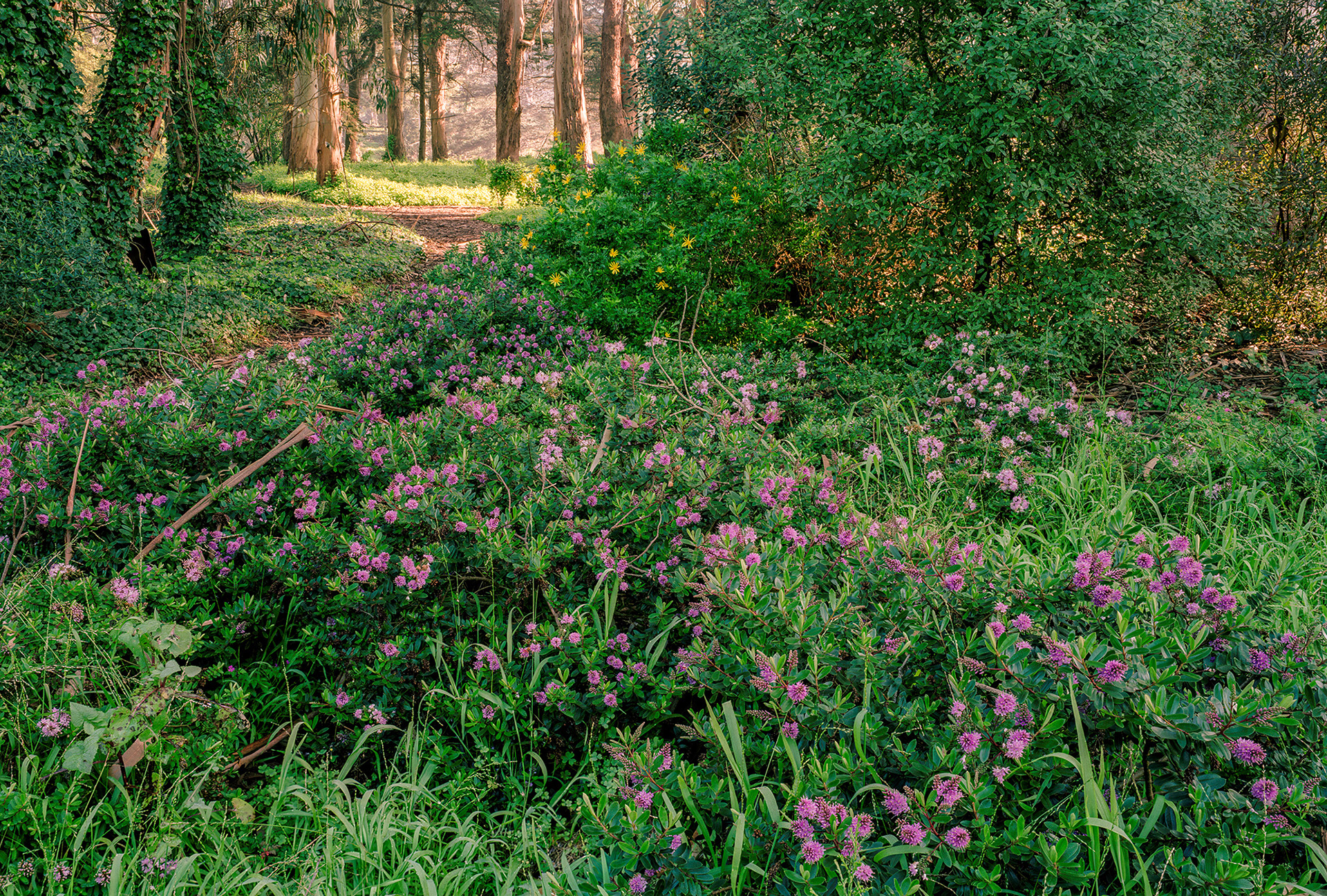 Verdant Path, Golden Gate Park