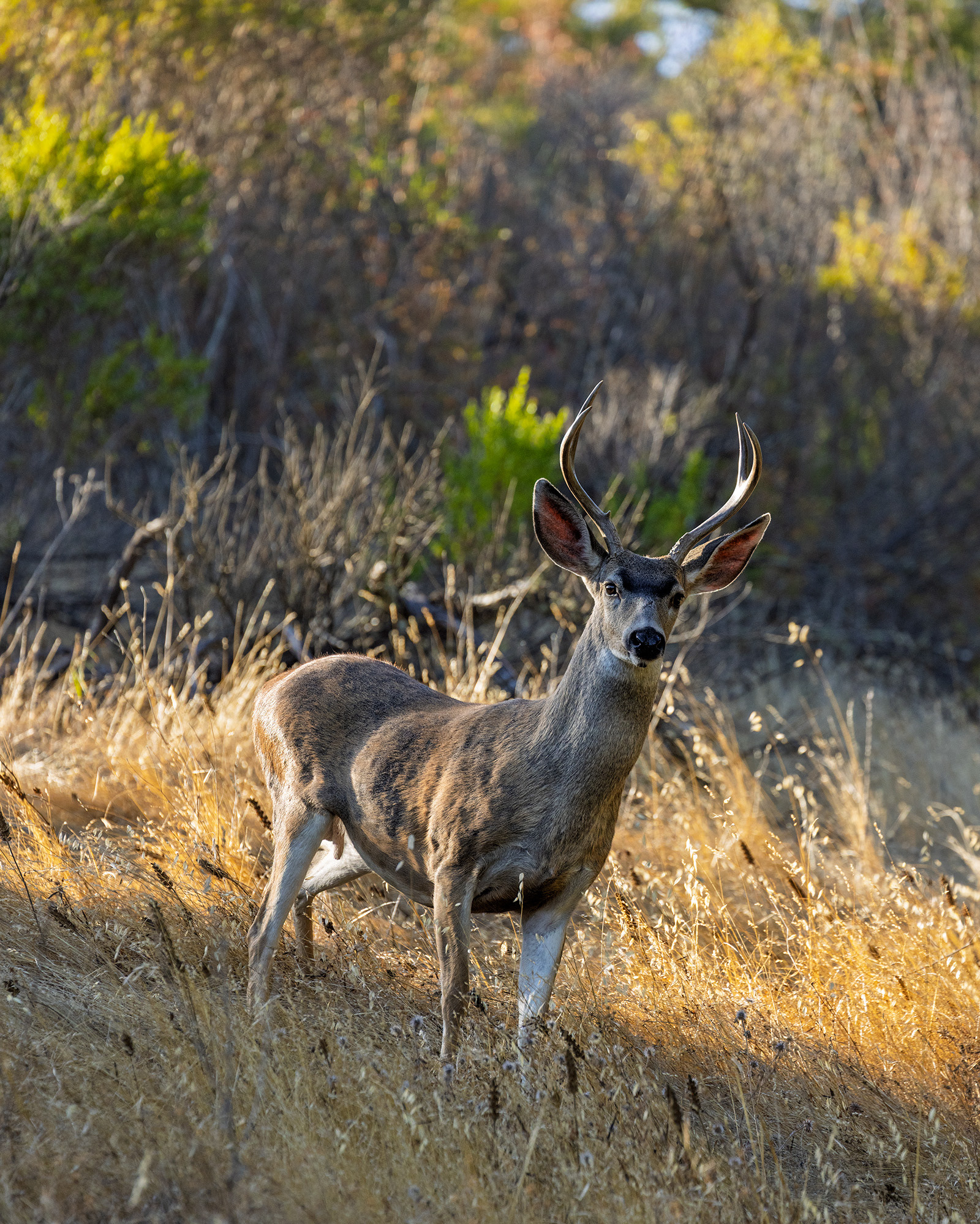 Buck Deer, Lafayette Reservoir