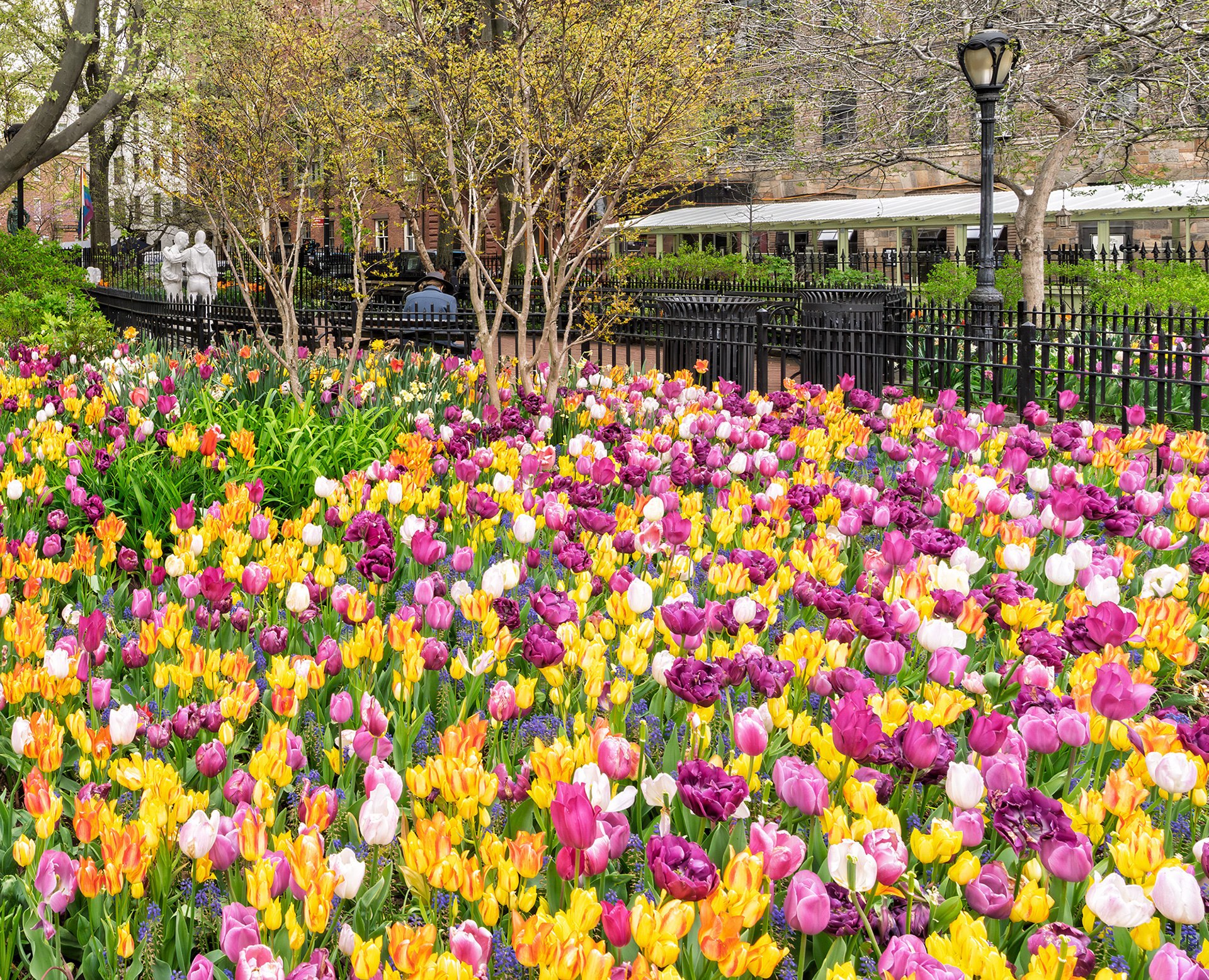 Tulips, Greenwich Village