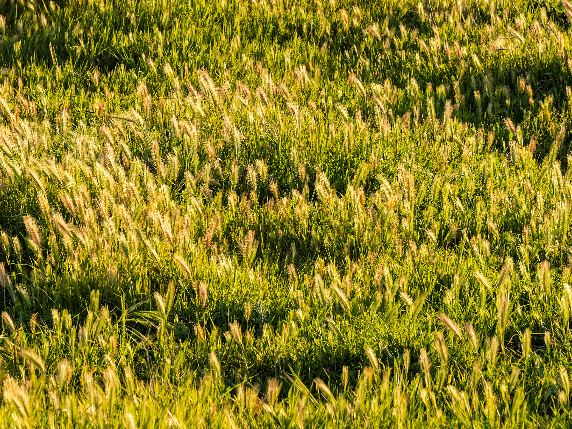 Wild Foxtail, Lafayette