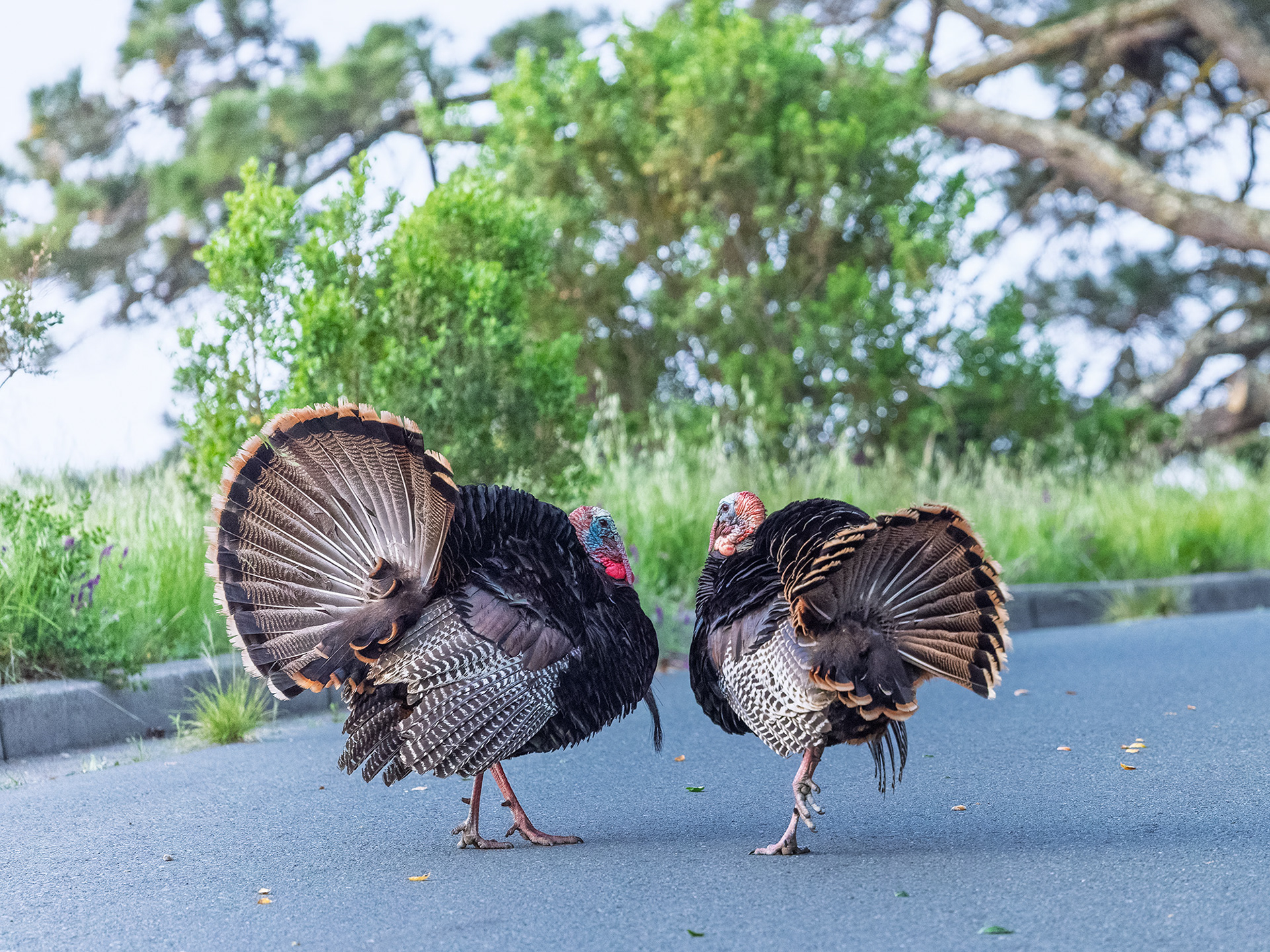 Wild Turkeys on Road