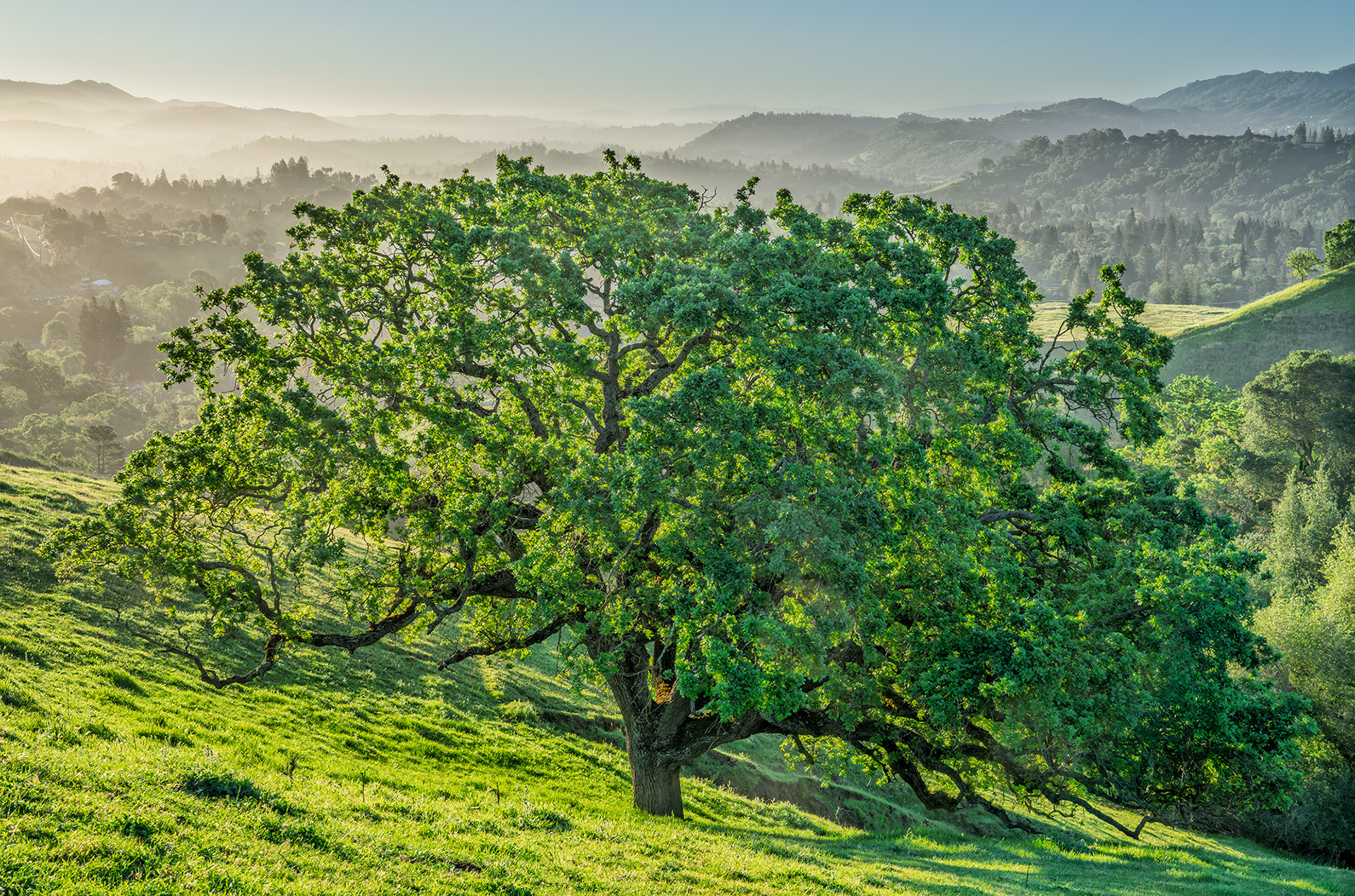 Oak Tree Overlooking Lafayette