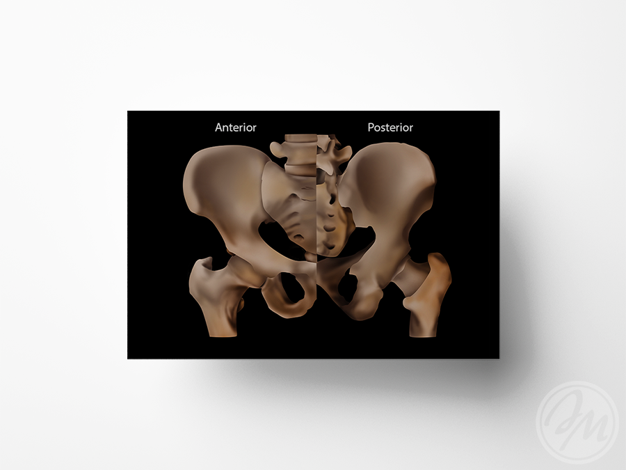 Anterior & Posterior Pelvis / Photoshop / 2017