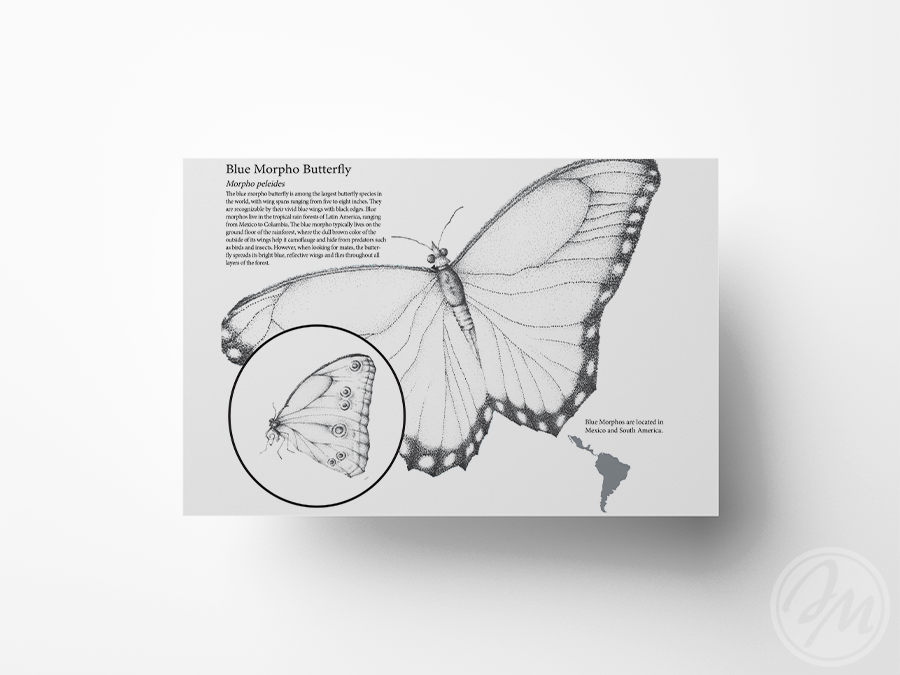 Blue Morpho Butterfly / Ink & Photoshop / 2016