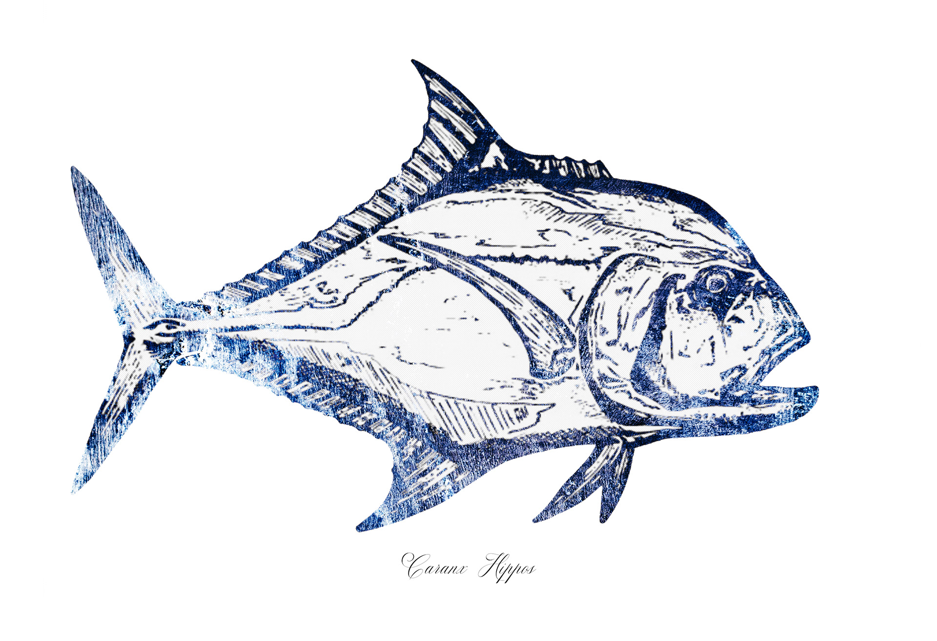 Distressed print of a Jack Crevalle found in the Gulf of Mexico off the coast of Sarasota, Florida created by local mixed media artist Pete Olszak from Venice, Florida