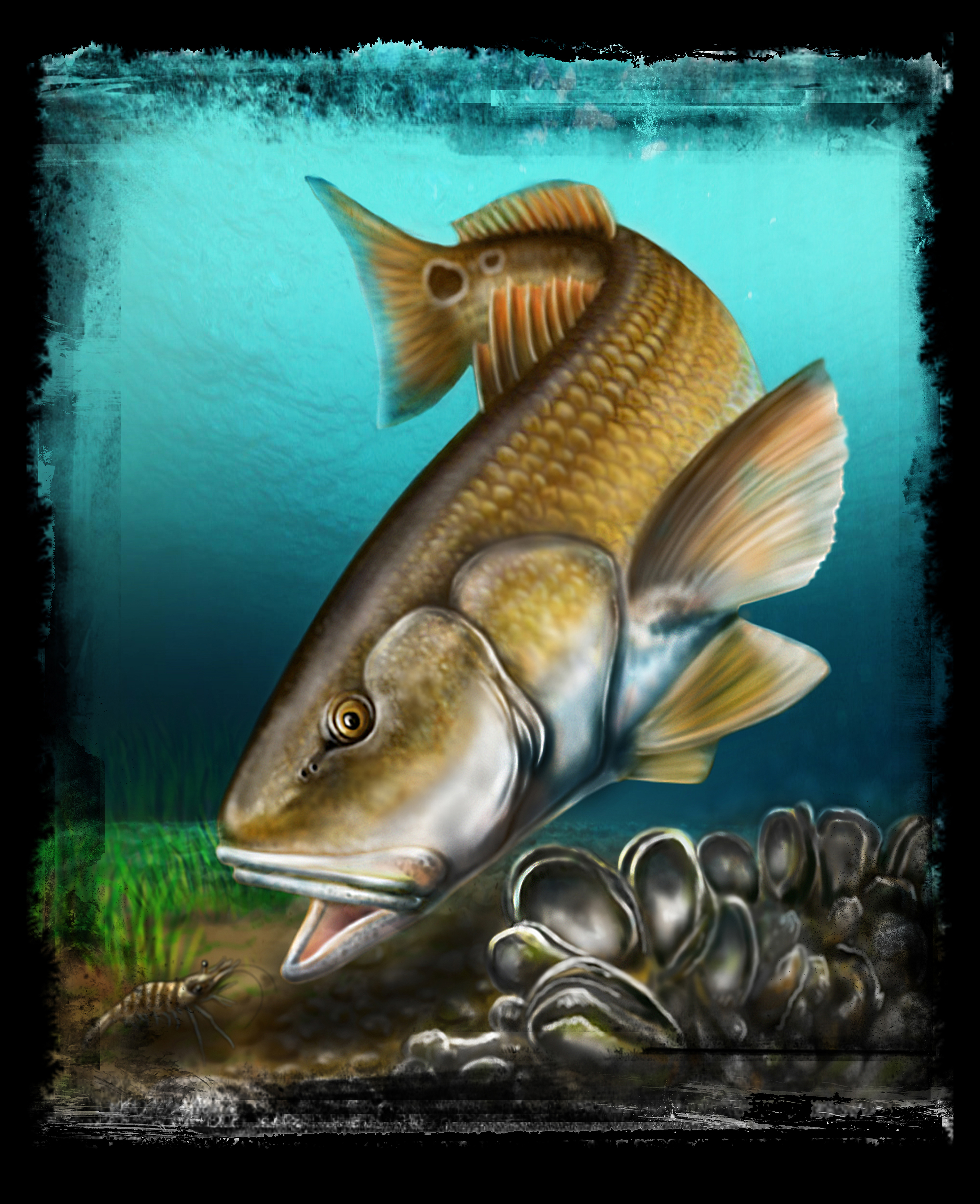 Painting of a Redfish tailing on the oyster beds in search of shrimp in Sarasota Bay in Sarasota, Florida painted by local mixed media artist Pete Olszak of Venice, Florida