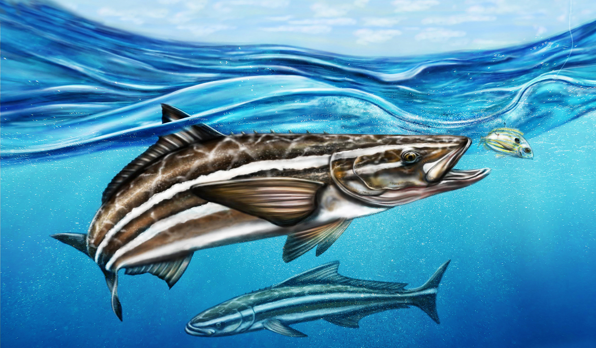 Painting of a Cobia chasing a pinfish in the Gulf of Mexico off the coast of Sarasota, Florida painted by local mixed media artist Pete Olszak of Venice, Florida