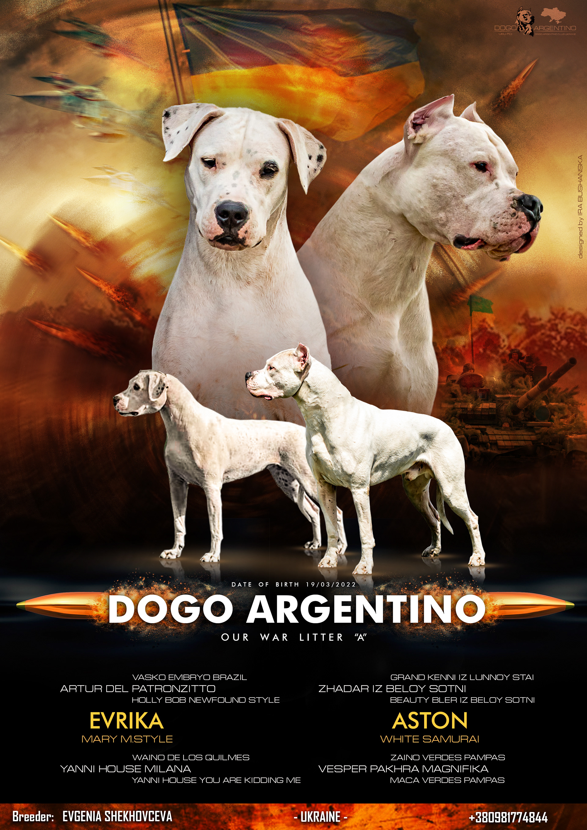 Luzbull - Dogo Argentino
