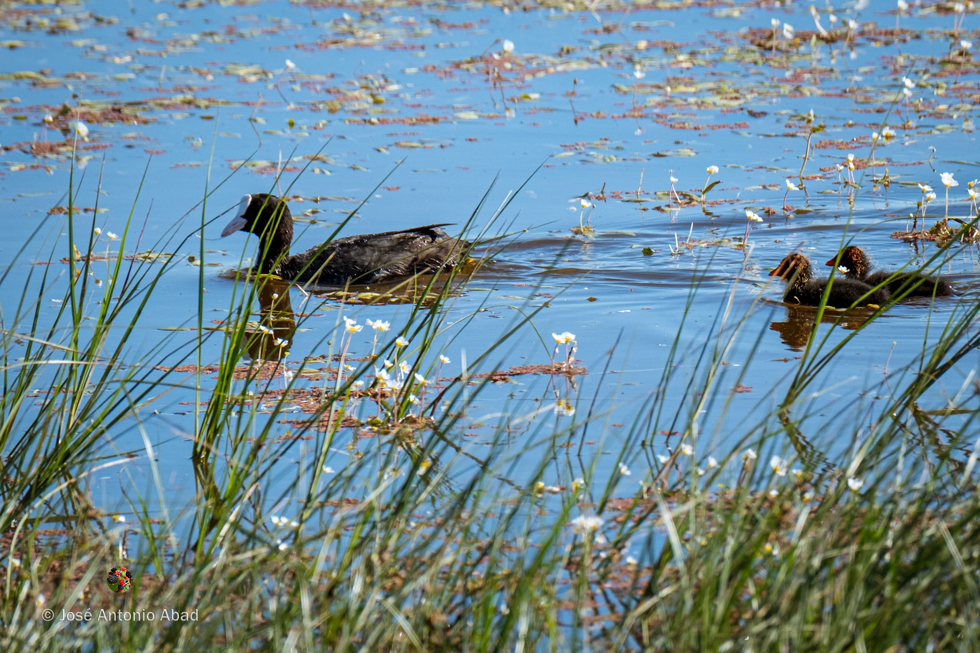Focha común (Fulica atra)