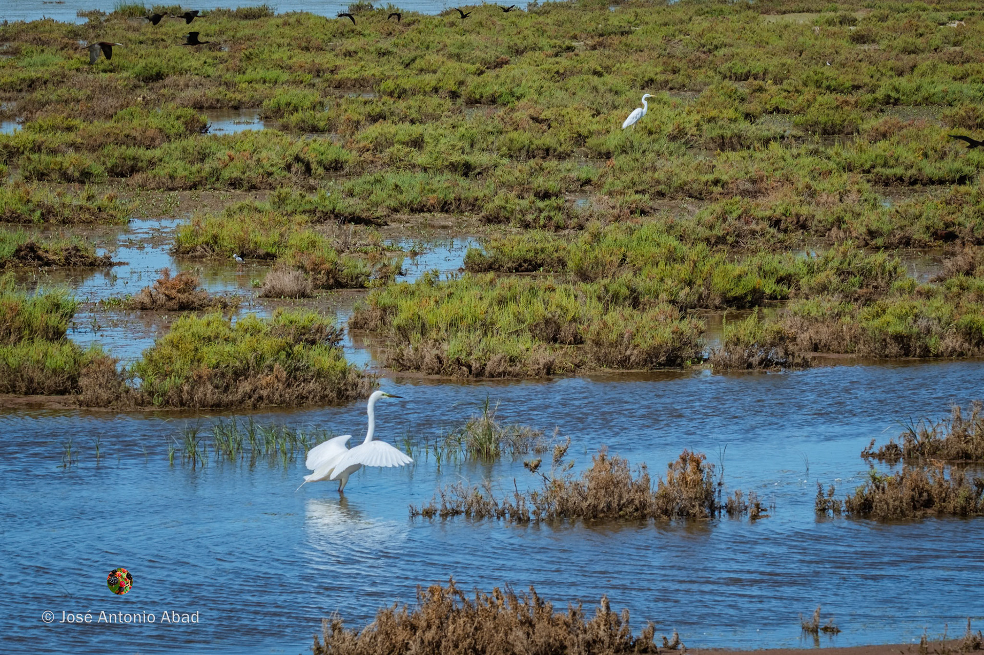 garceta común, Egretta garzetta