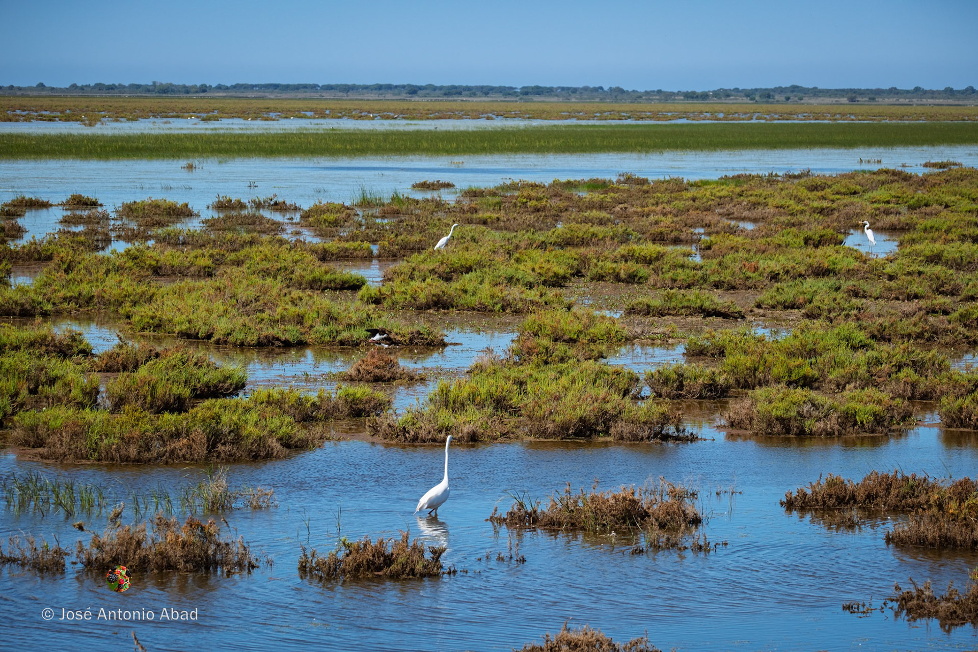 garceta común, Egretta garzetta