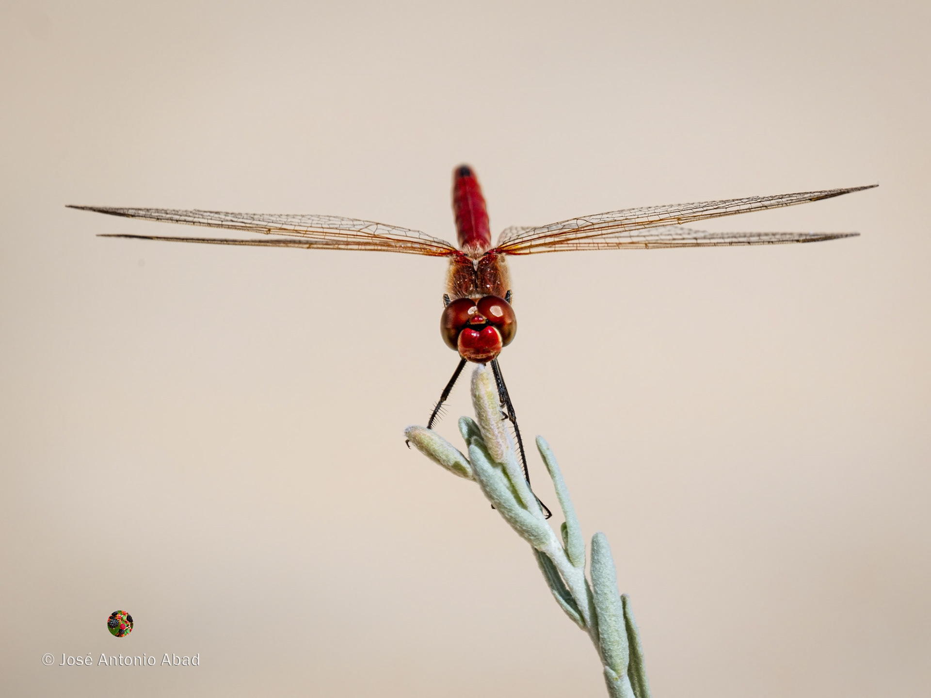 Libélula escarlata, Crocothemis erythraea