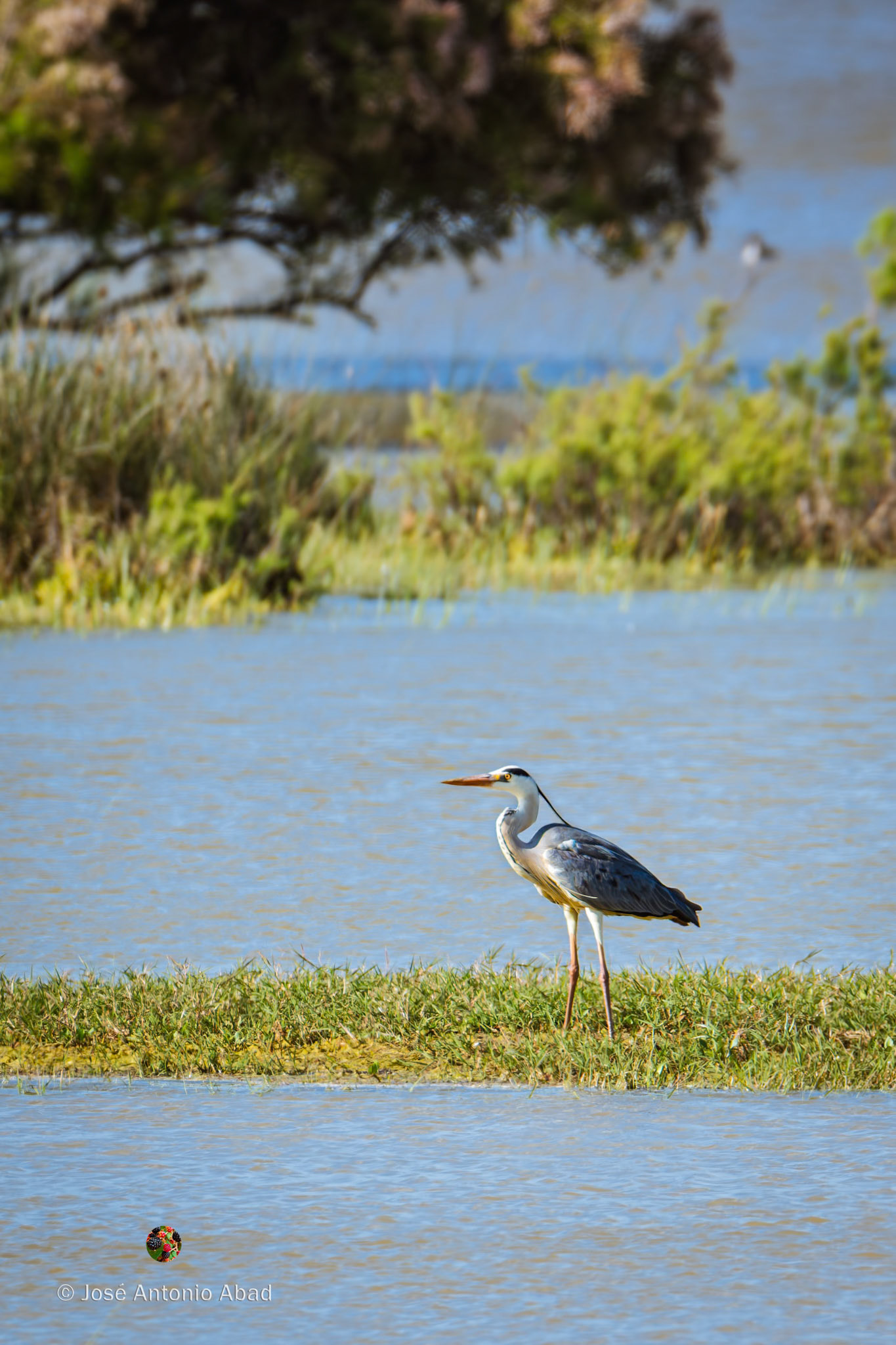 Garza real, Ardea cinérea
