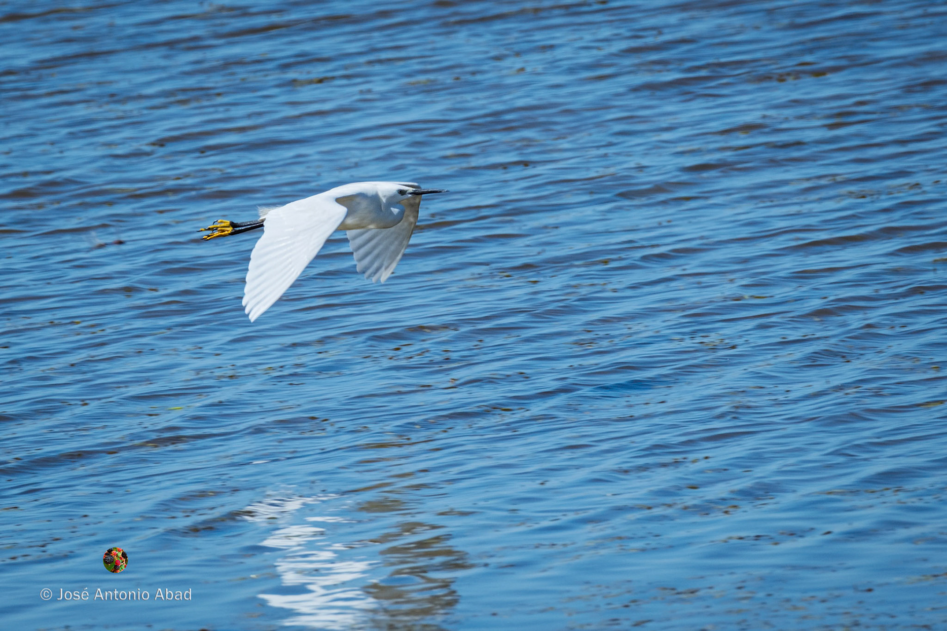 garceta común, Egretta garzetta