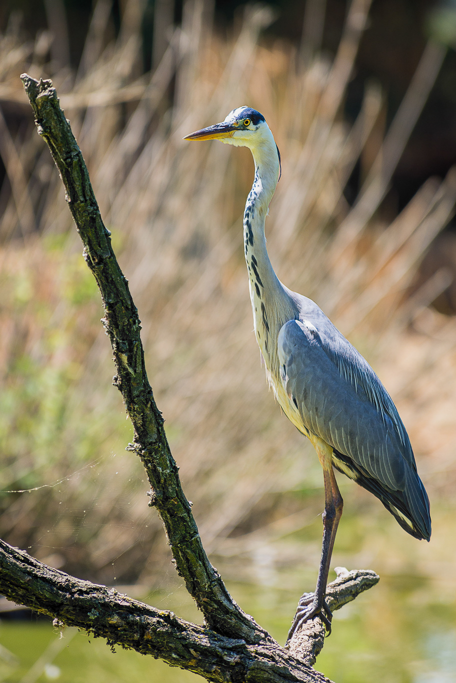 Airone cenerino maggiore (Ardea cinerea)
