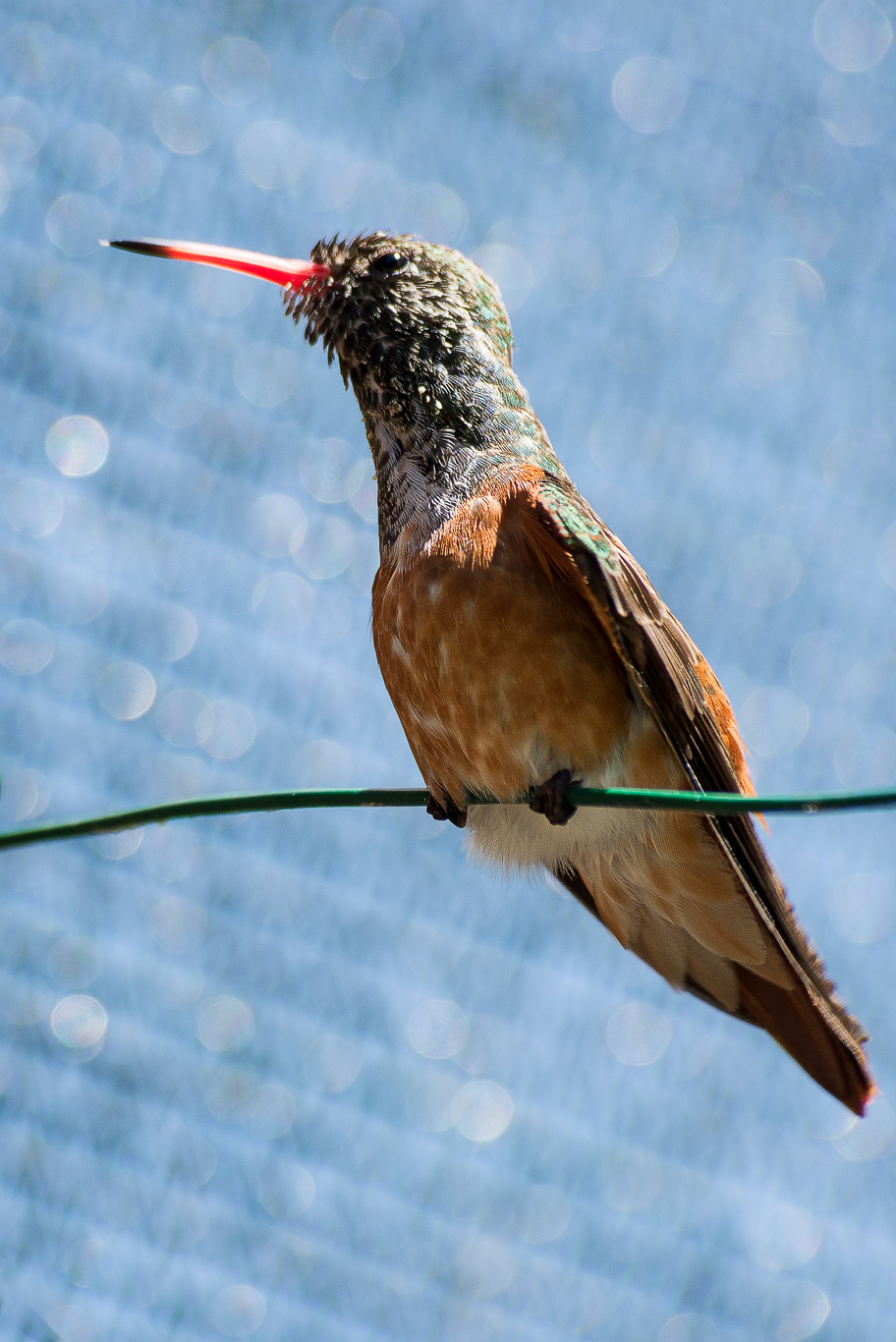 Colibrì (Trochilidae)