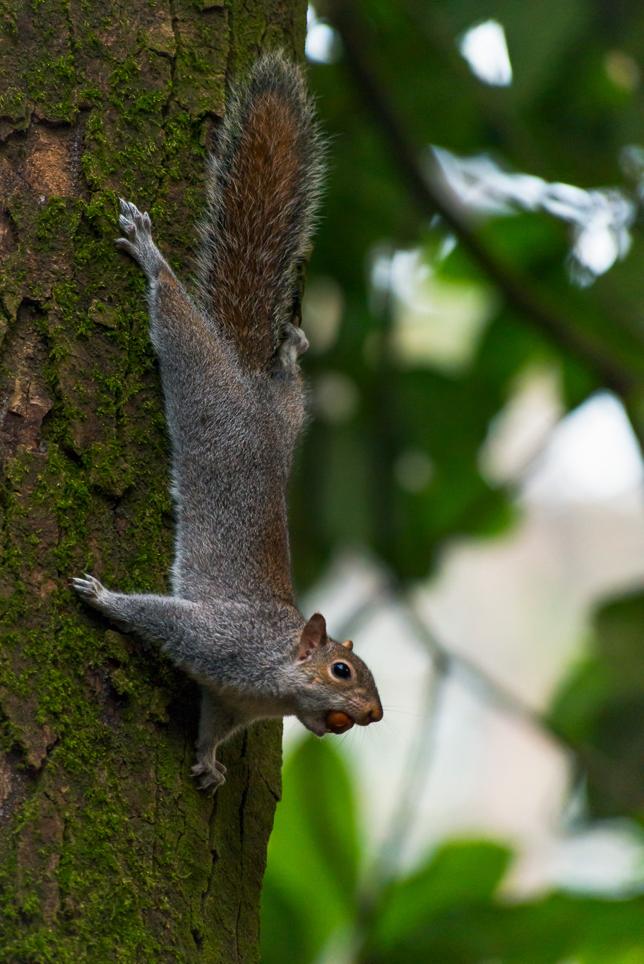 Scoiattolo grigio (Sciurus carolinensis)