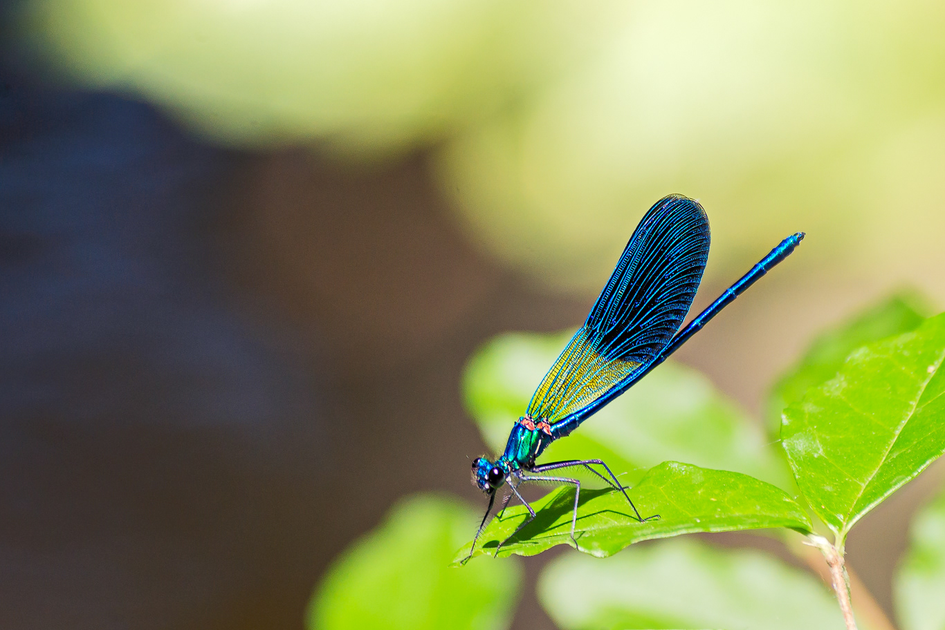 Libellula